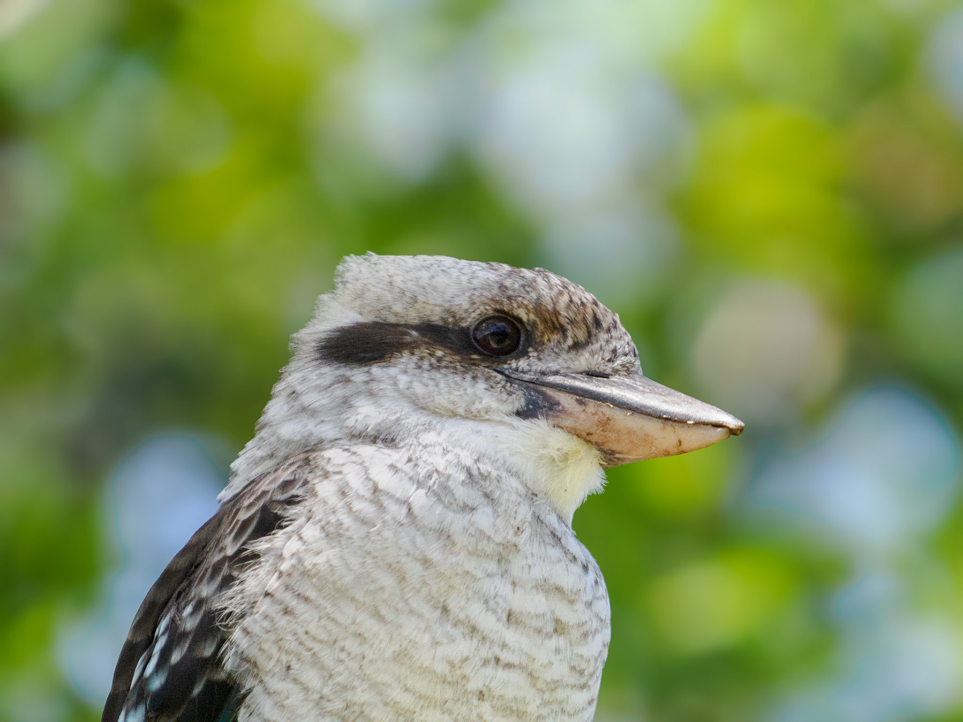 Kookaburra oder Lachender Hans
