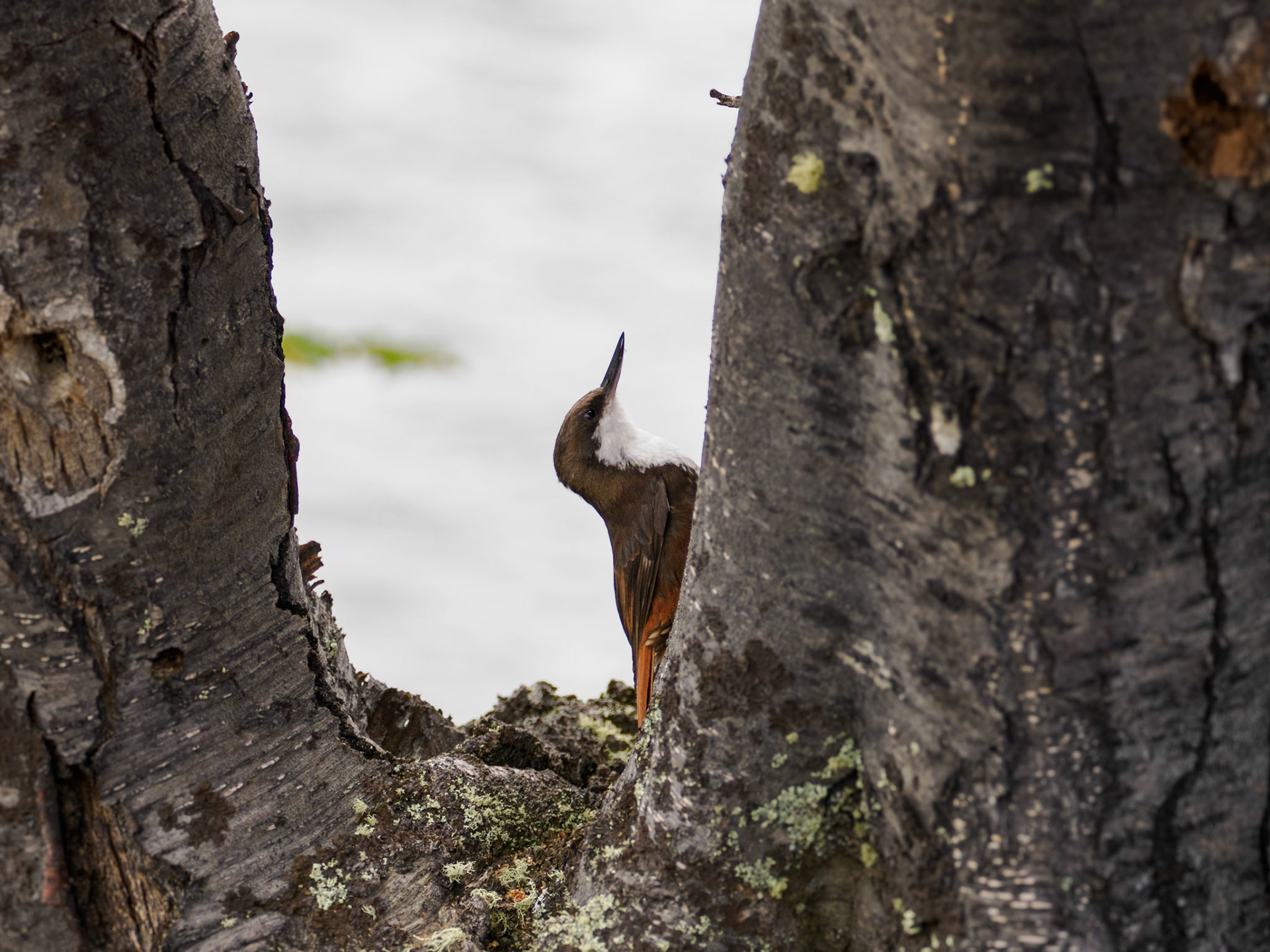 Weißkehlbaumläufer