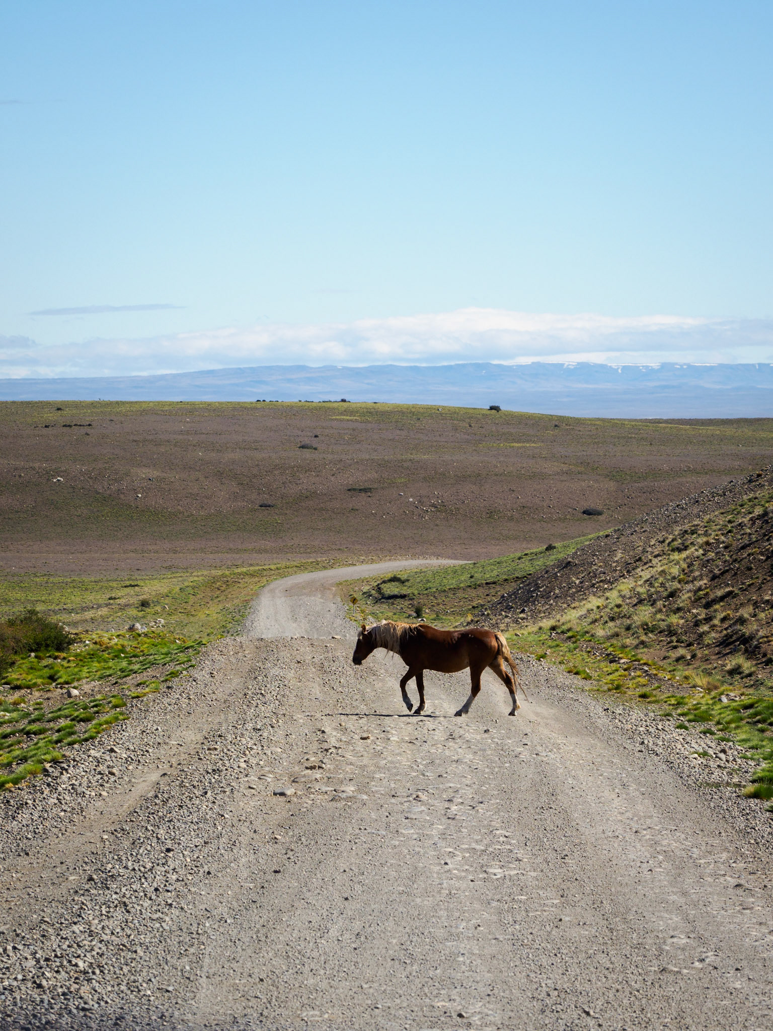 (Wild-)Pferd bei Tapi Aike
