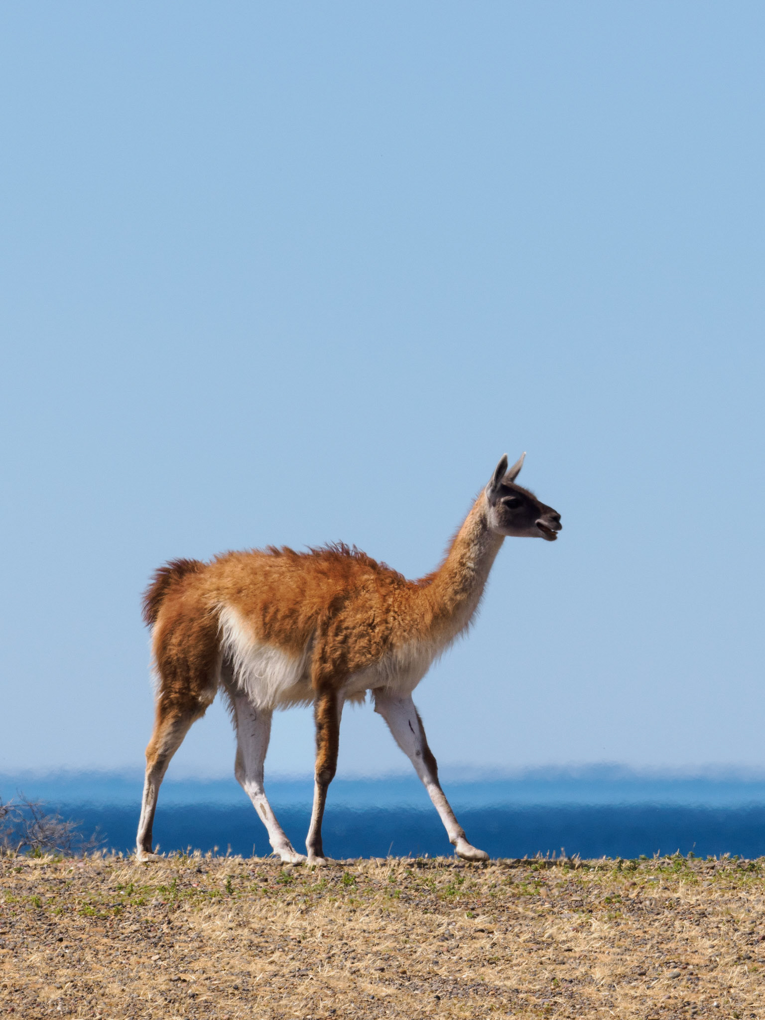 Guanaco