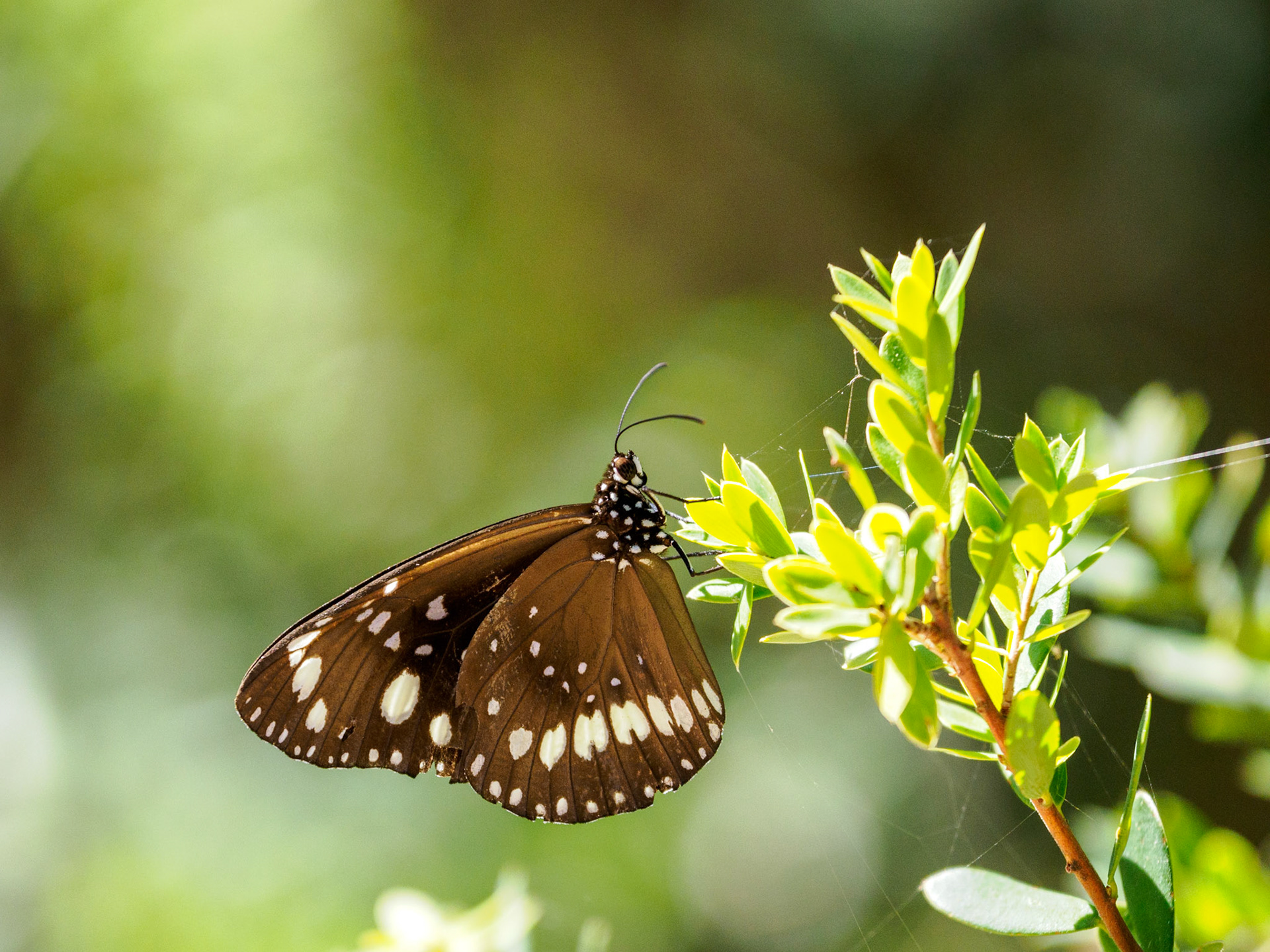 'Euploea core' Schmetterling