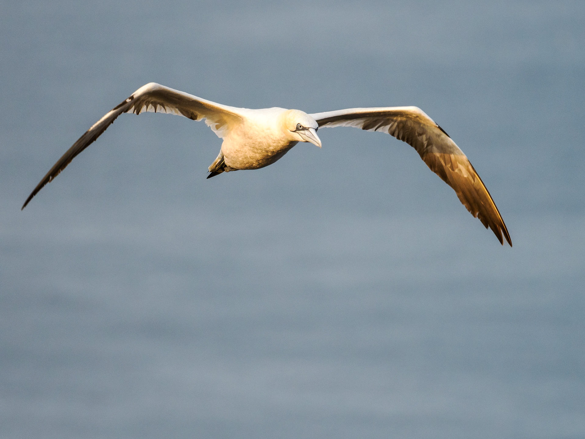 Basstölpel im Anflug