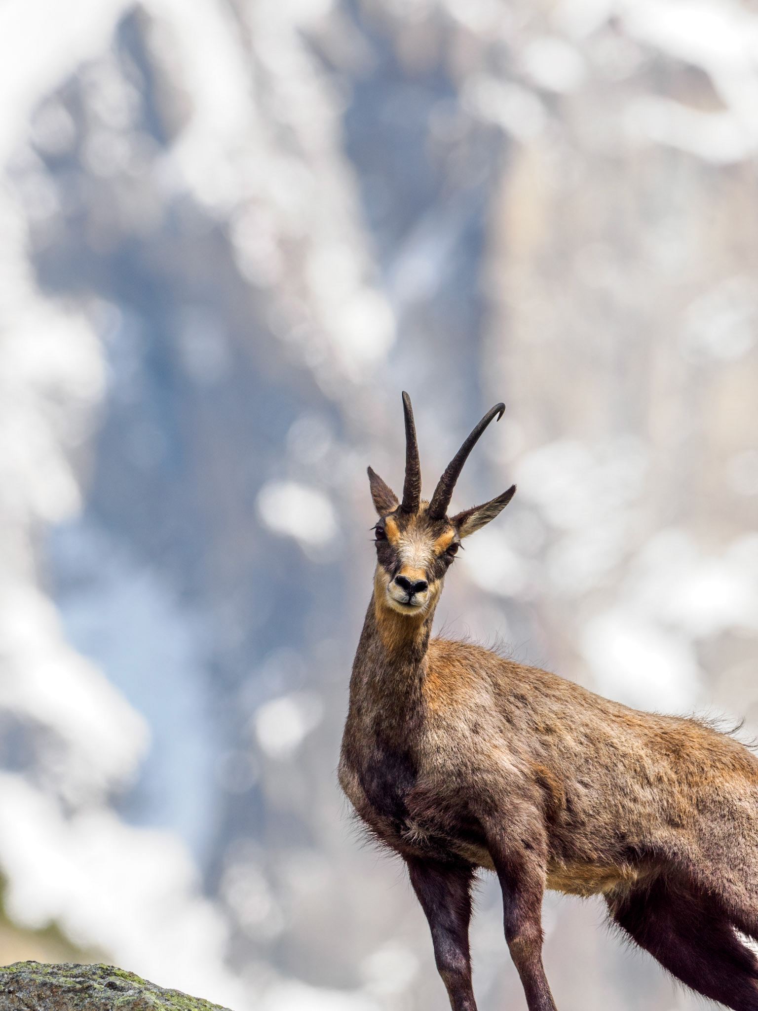Gämse in den Écrins