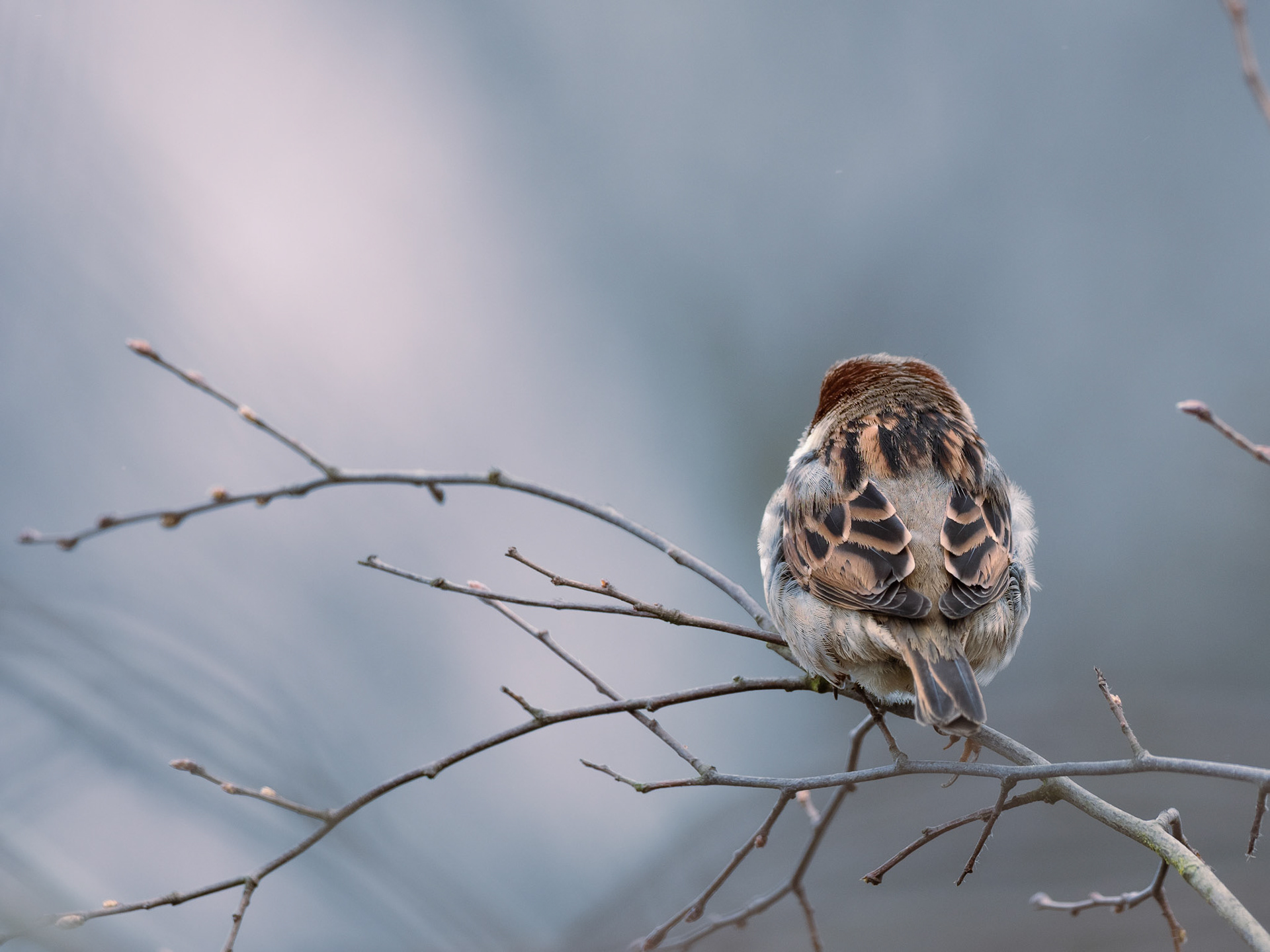 Spatz