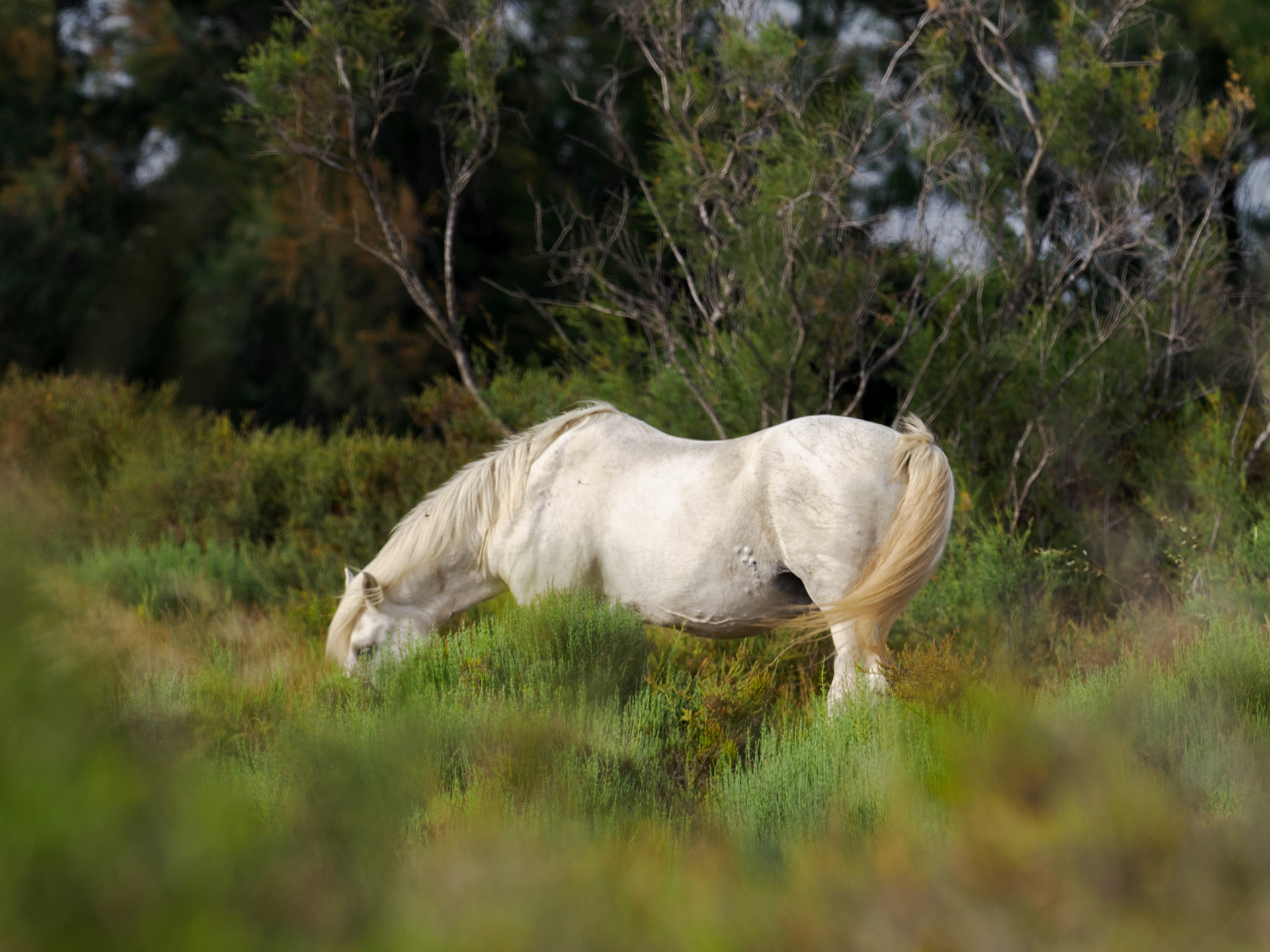 Camargue-Pferd