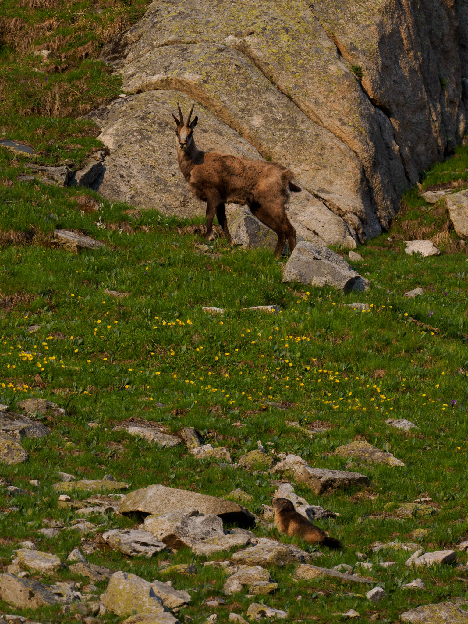 Murmeltier und Gämse beim Refuge Temple Écrins