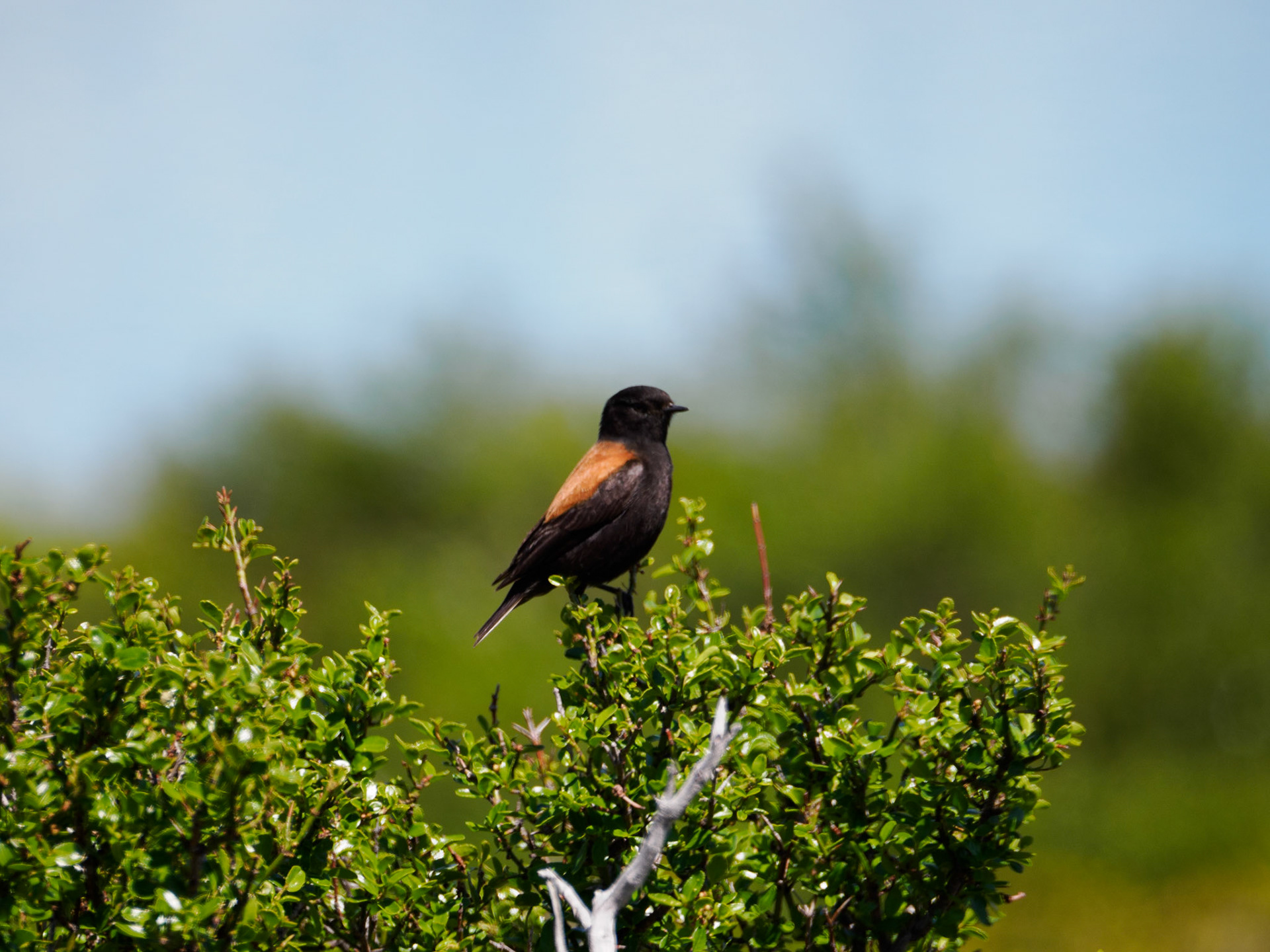 Männlicher Patagoniensporntyrann