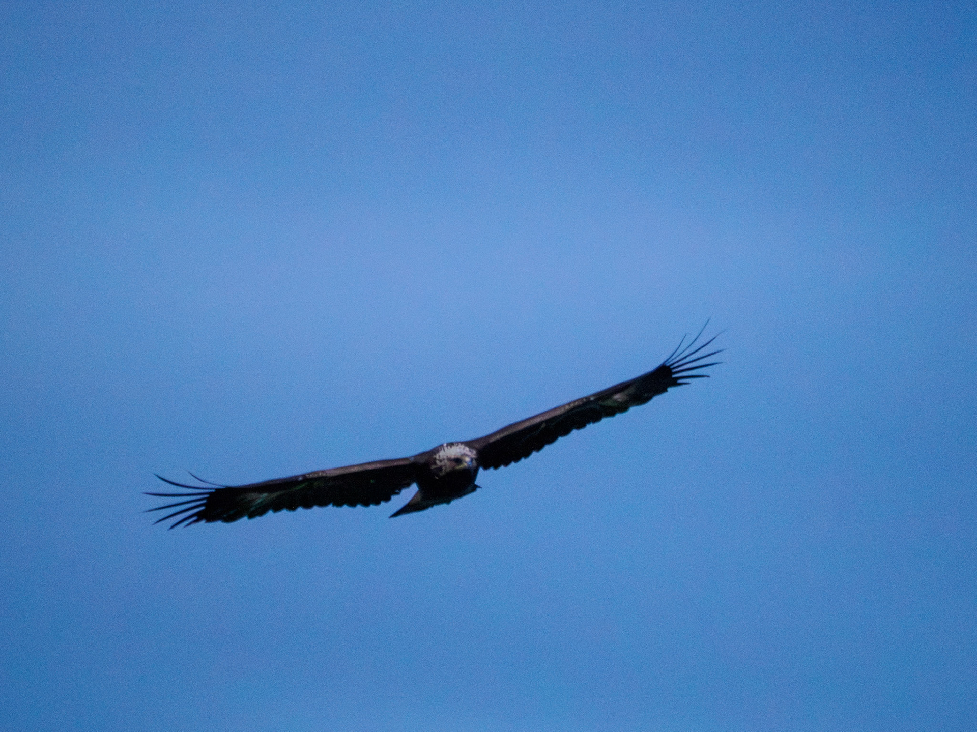 Ein Seeadler auf nächtlichem Erkundungsflug