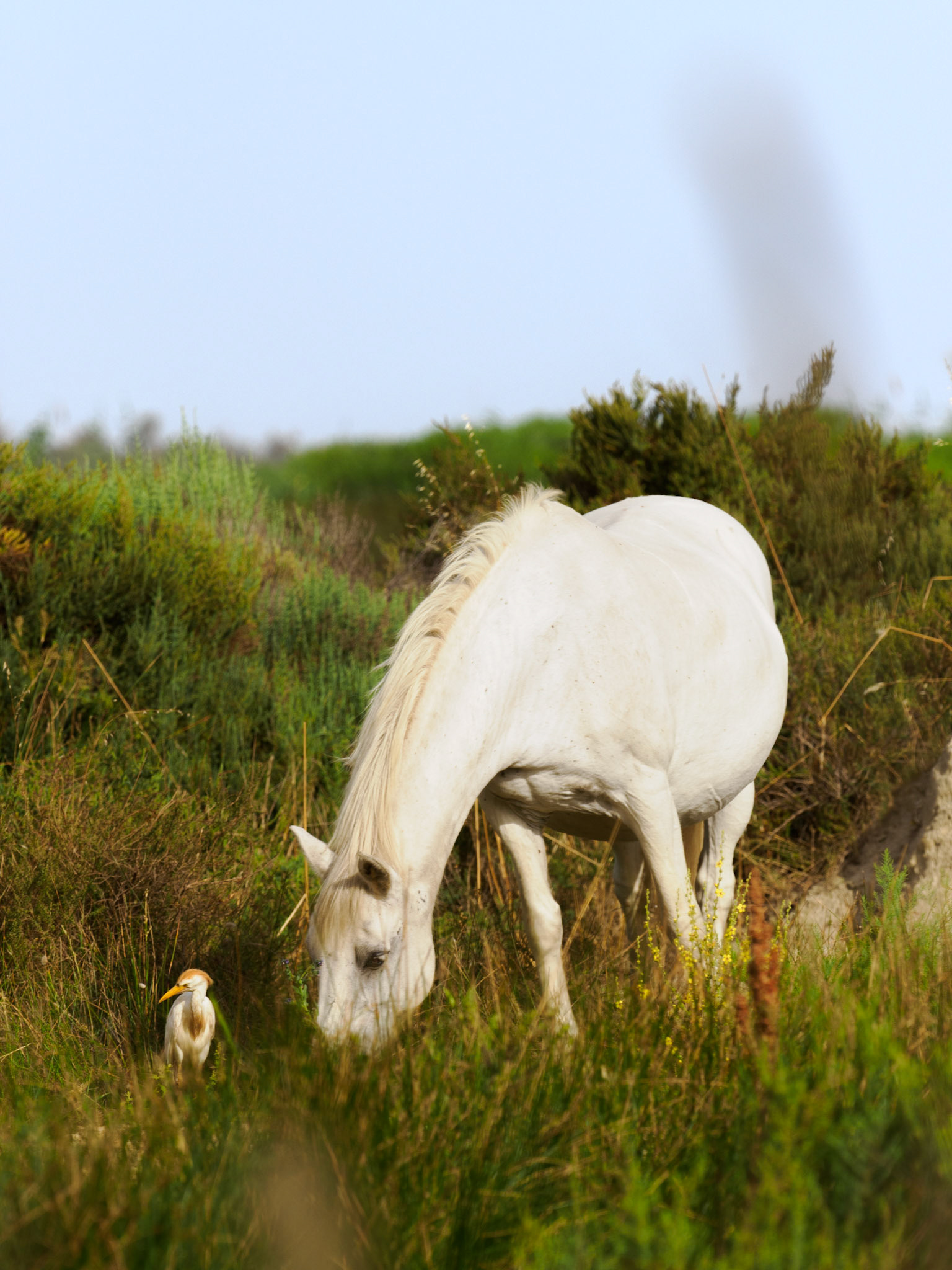 Camarguepferd mit Kuhreiher