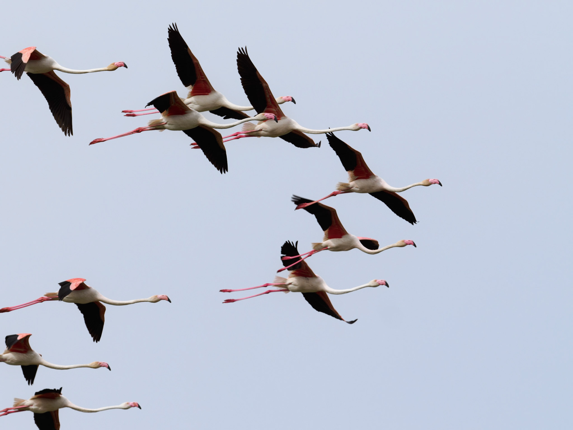 Flamingos im Flug