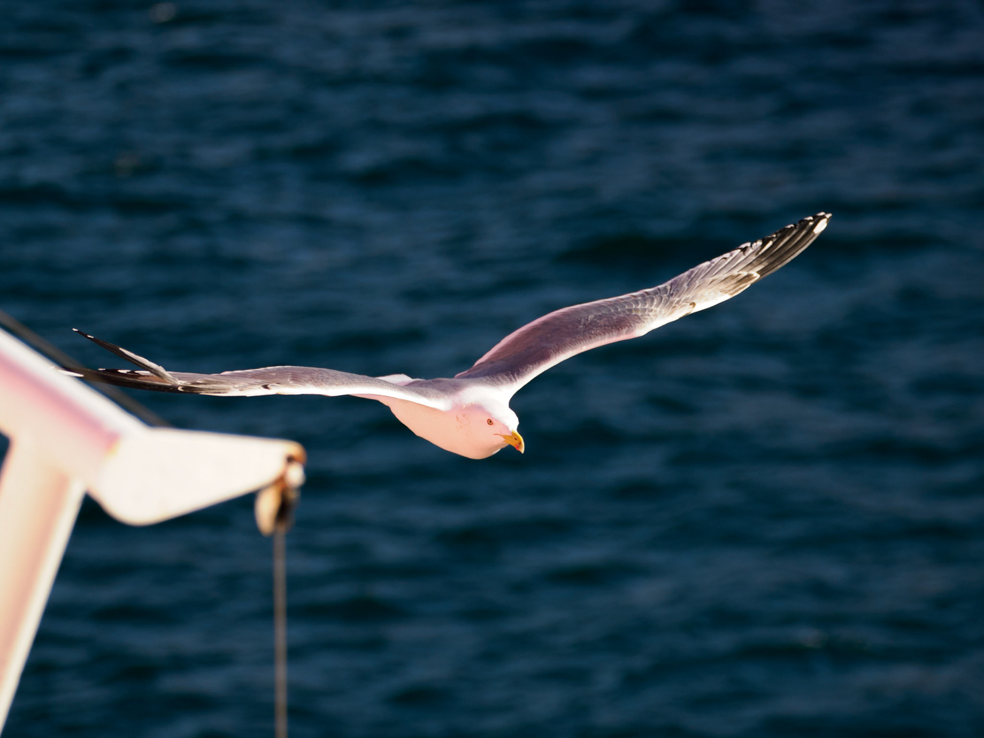 Mitflug