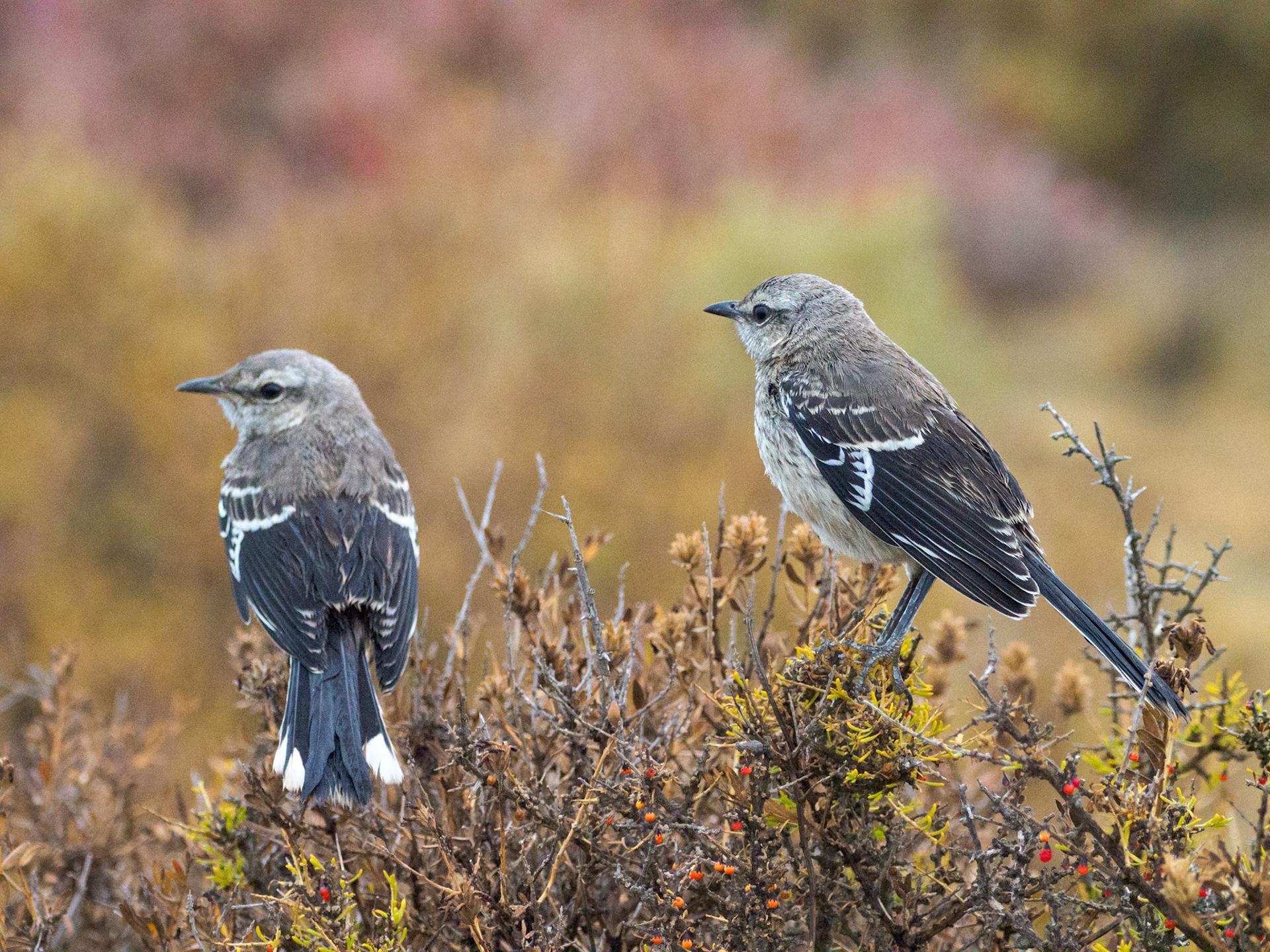 Patagonienspottdrosseln