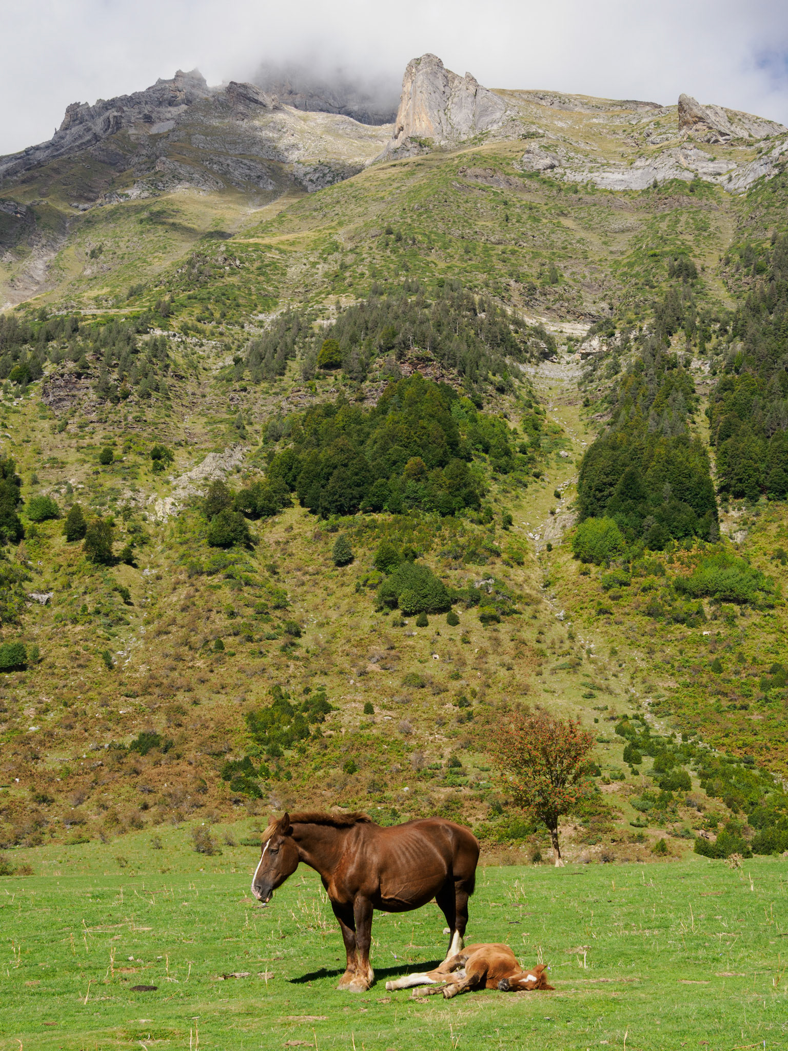 Pferde im Llanos de La Larri