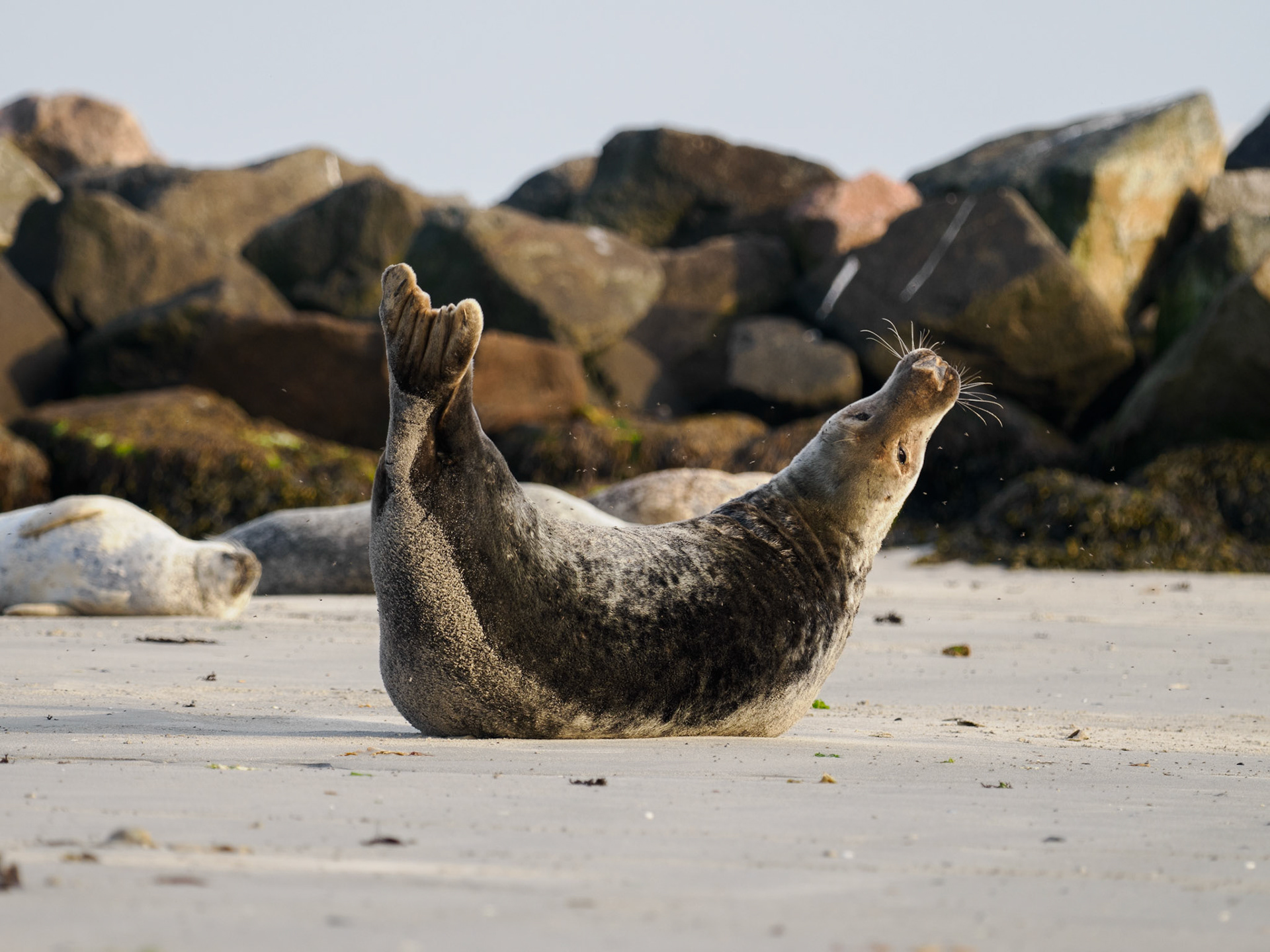 Robbe beim Yoga: Seitliche Heuschrecke
