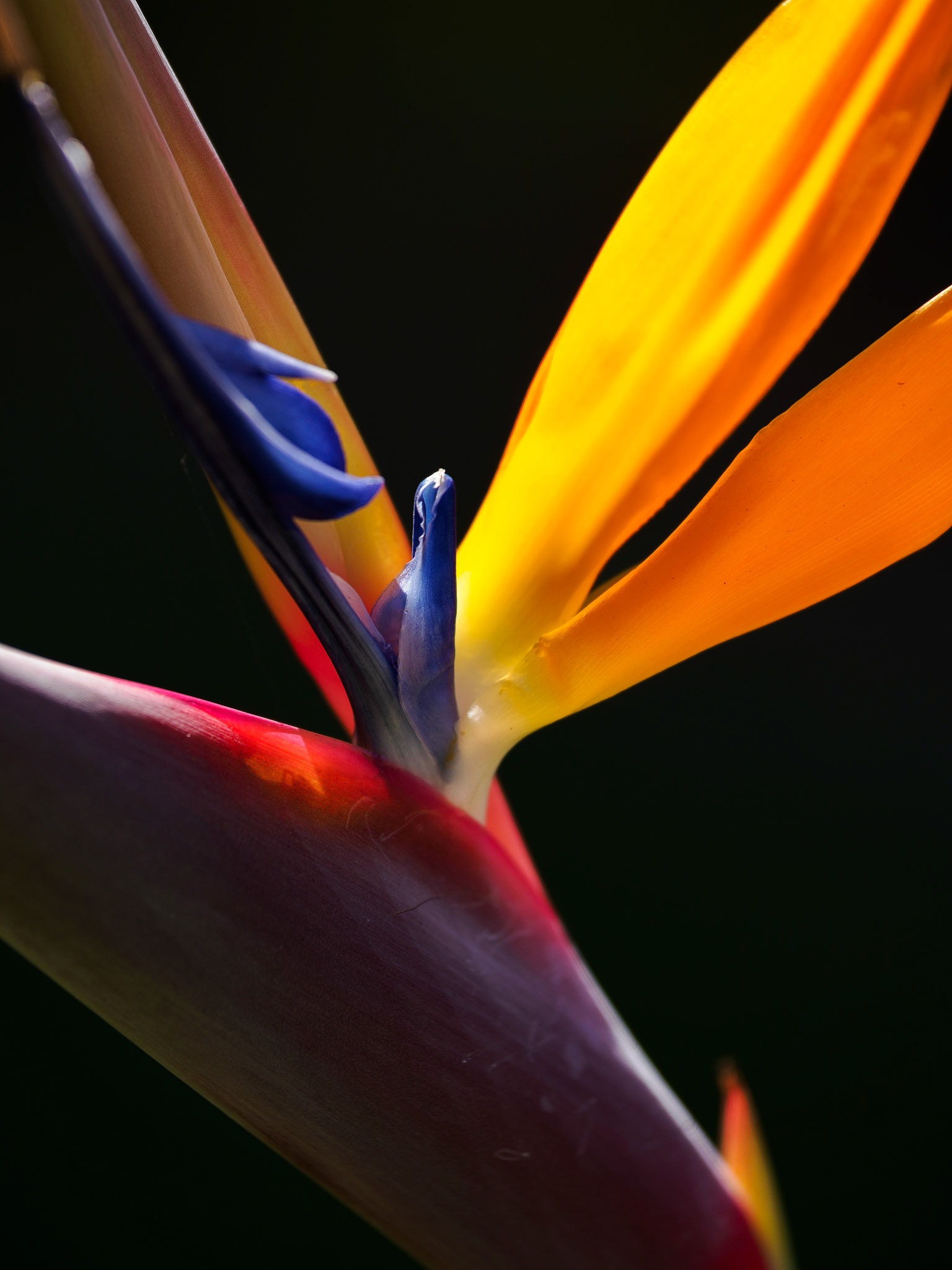 Paradiesvogelblume