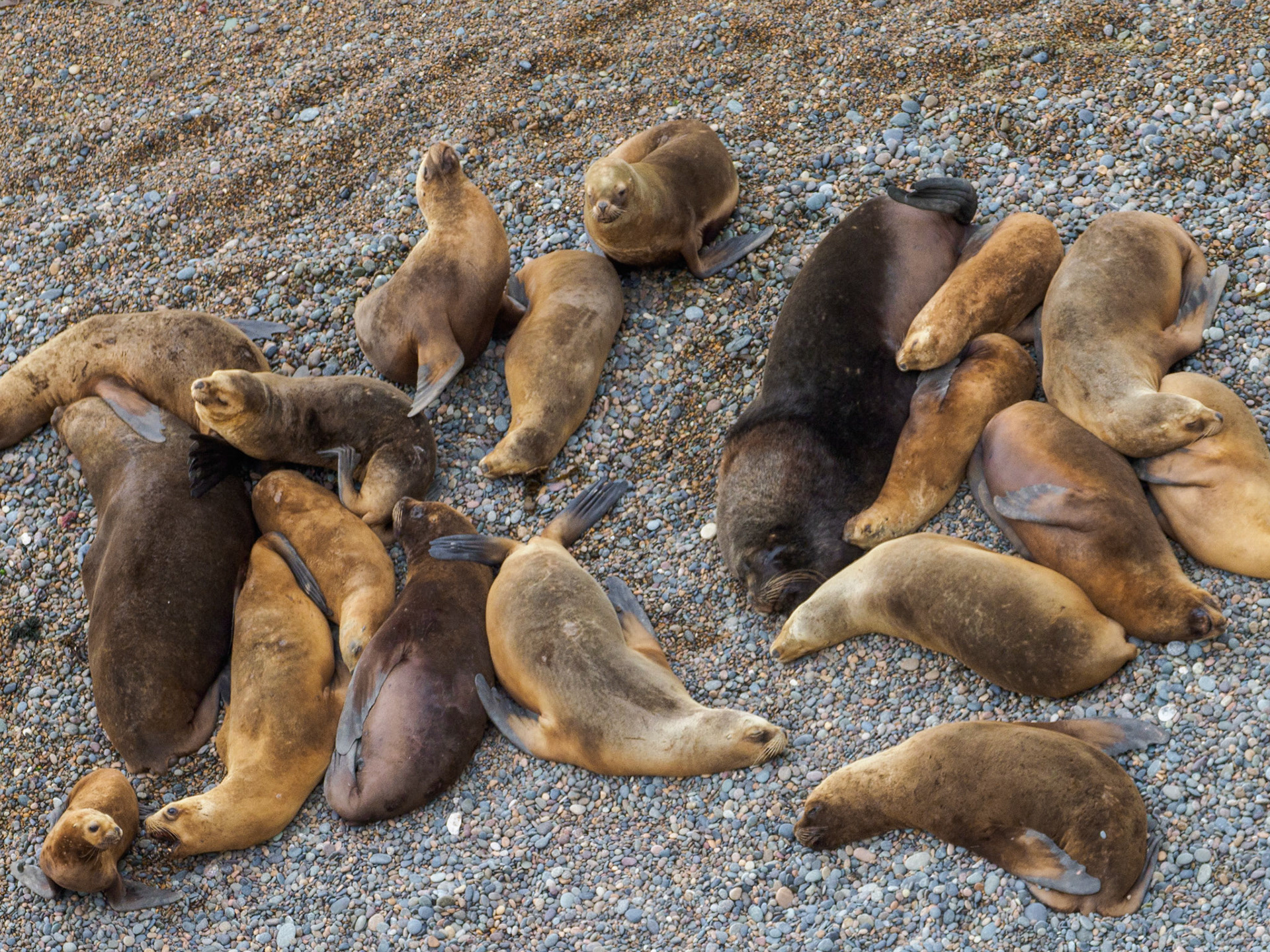 Seelöwen auf der Peninsula Valdes