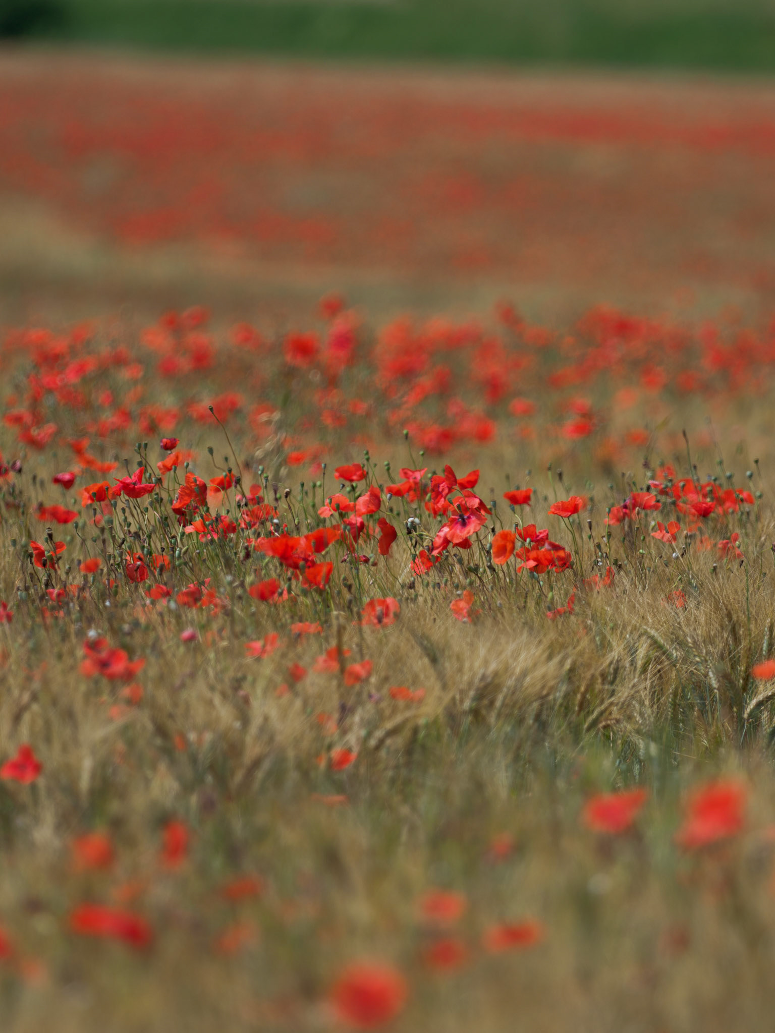Mohn in einem Gerstenfeld bei Banon