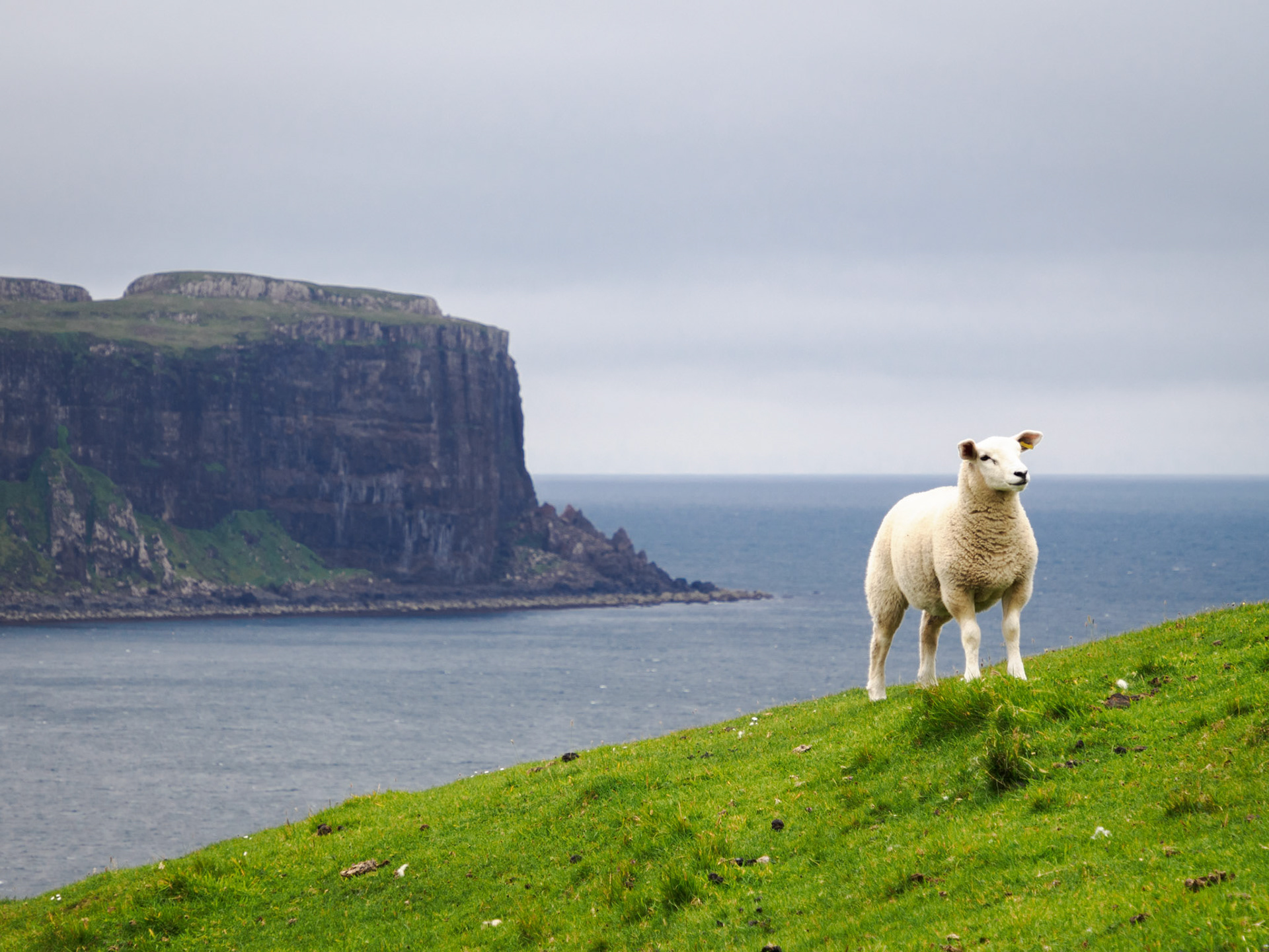Oronsay - Isle of Skye