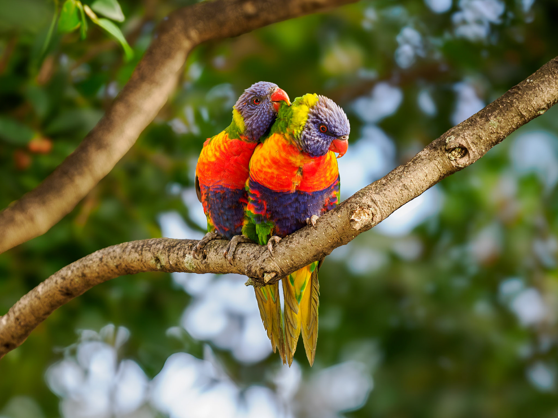Kuschelnde Regenbogenloris
