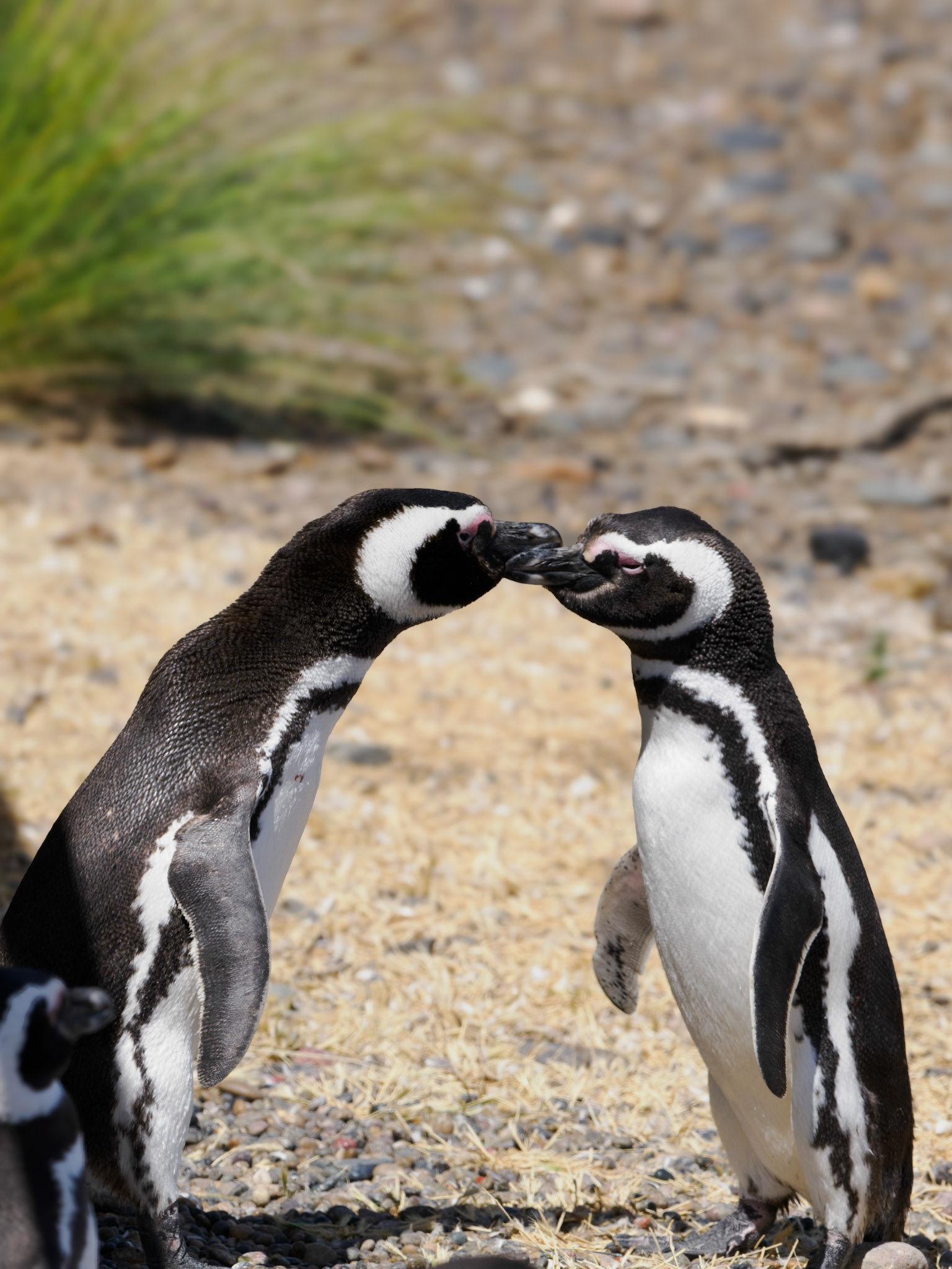 Magellanpinguin bei der Begrüßung