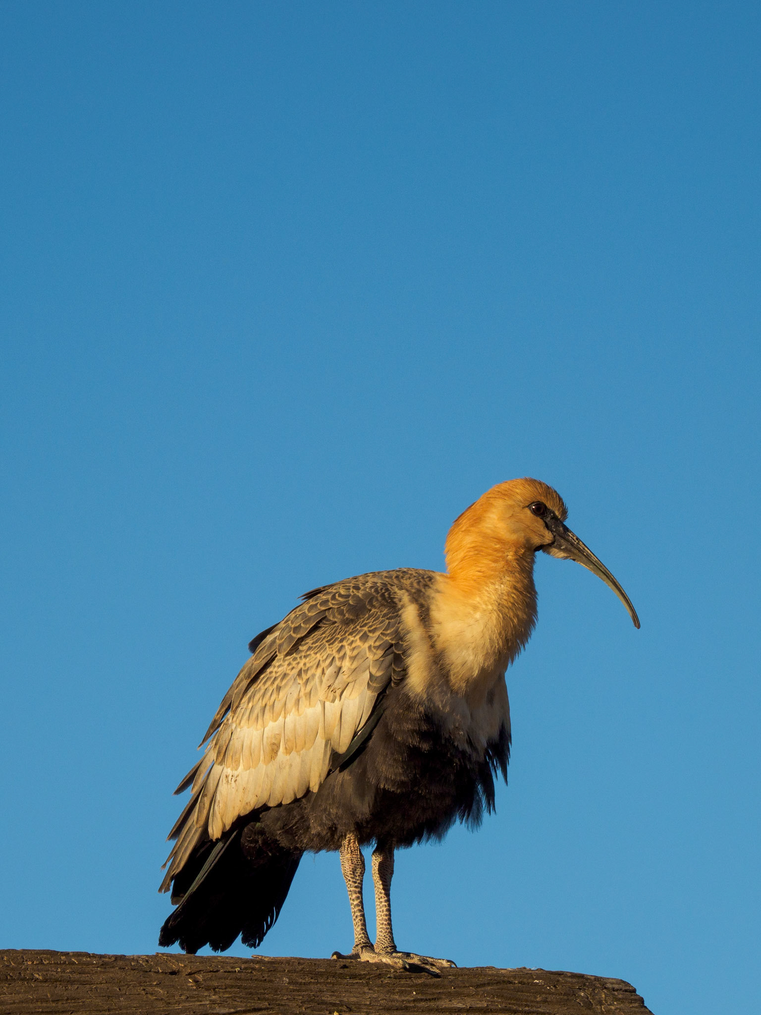 WeißhalsibisWeißhalsibis