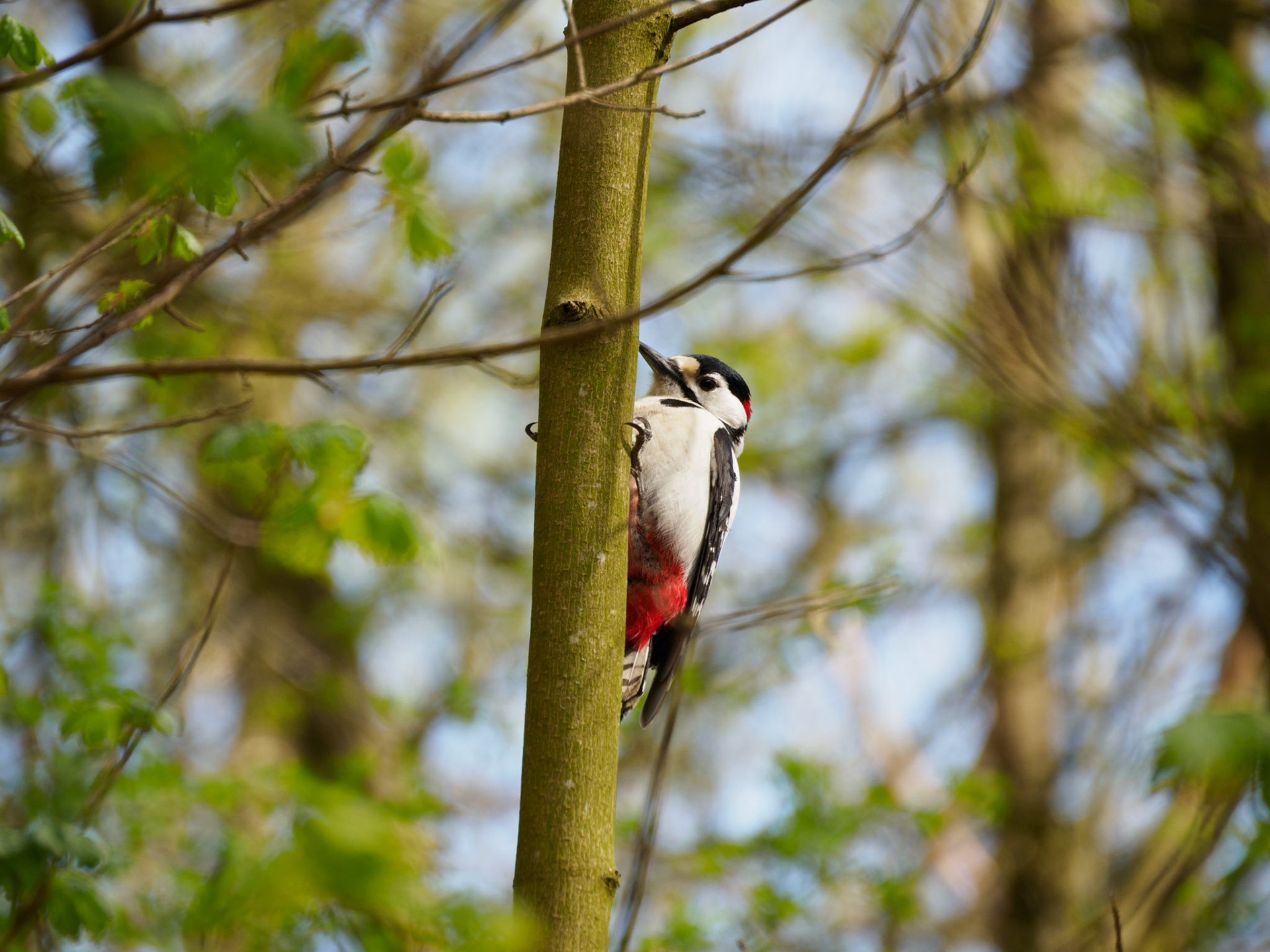Buntspecht im Hohenbuchenpark