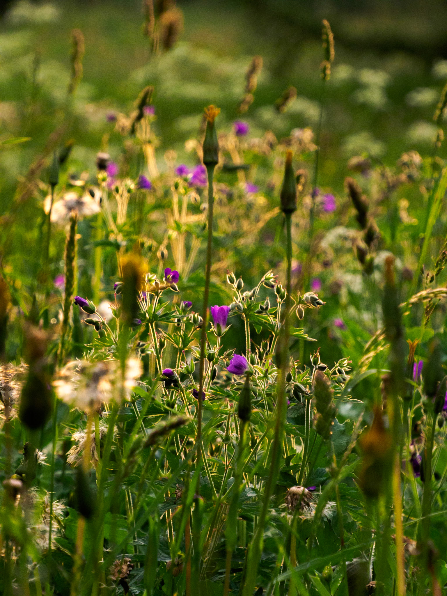 Sonnenuntergang im Tal Peisey-Nancroix