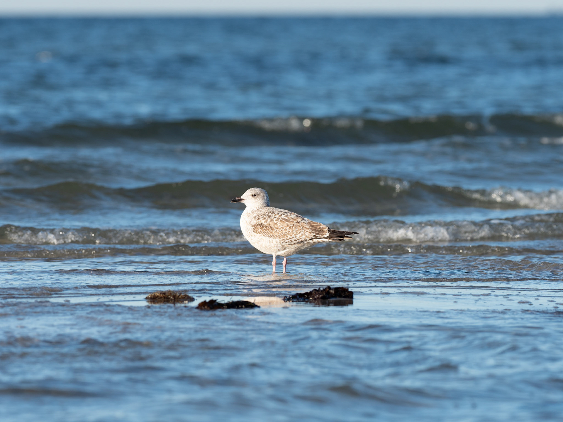 Möwe an der Geltinger Birk