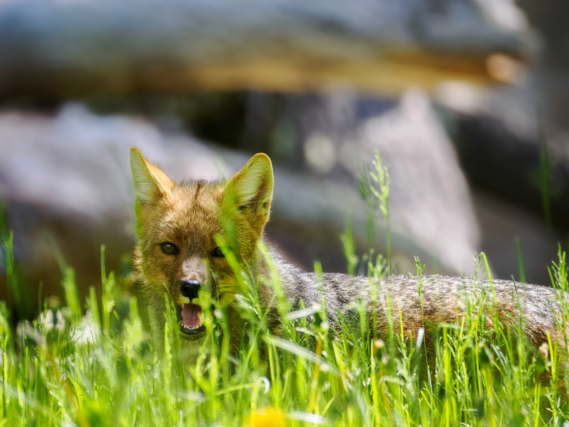 Argentinischer Graufuchs