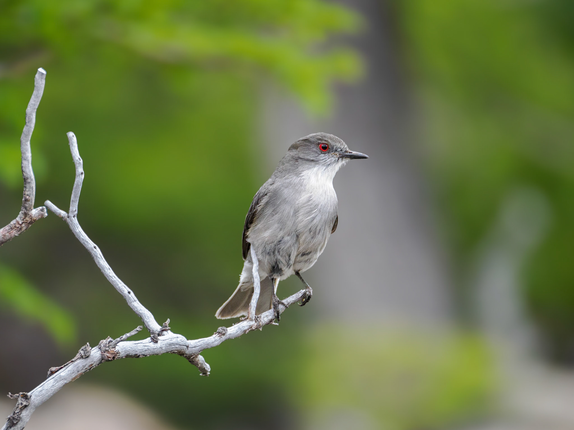 Feueraugen-Scheckentyrann...