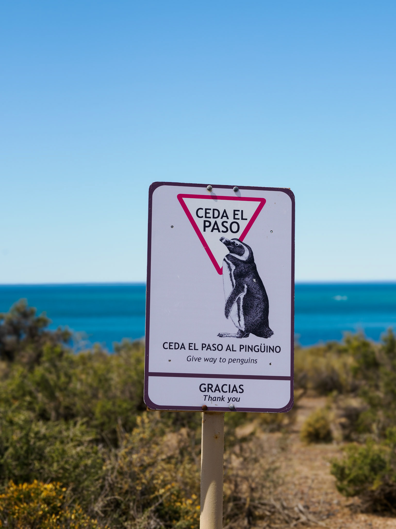 Am Punta del Tombo - die Verkehrsregeln hier sind anders