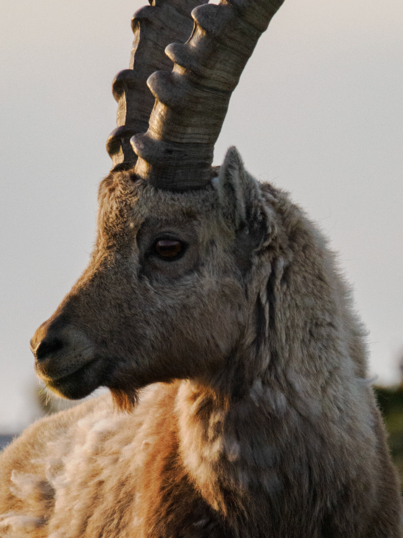 Steinbock