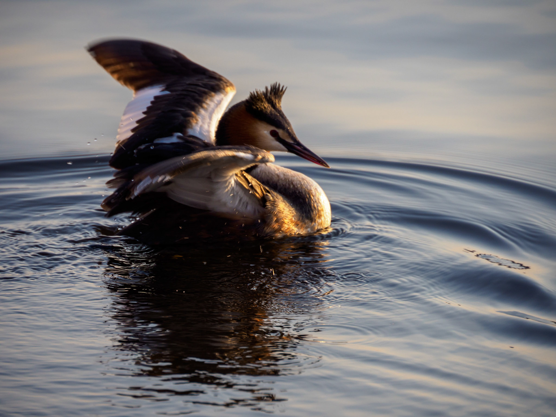Haubentaucher auf der Alster
