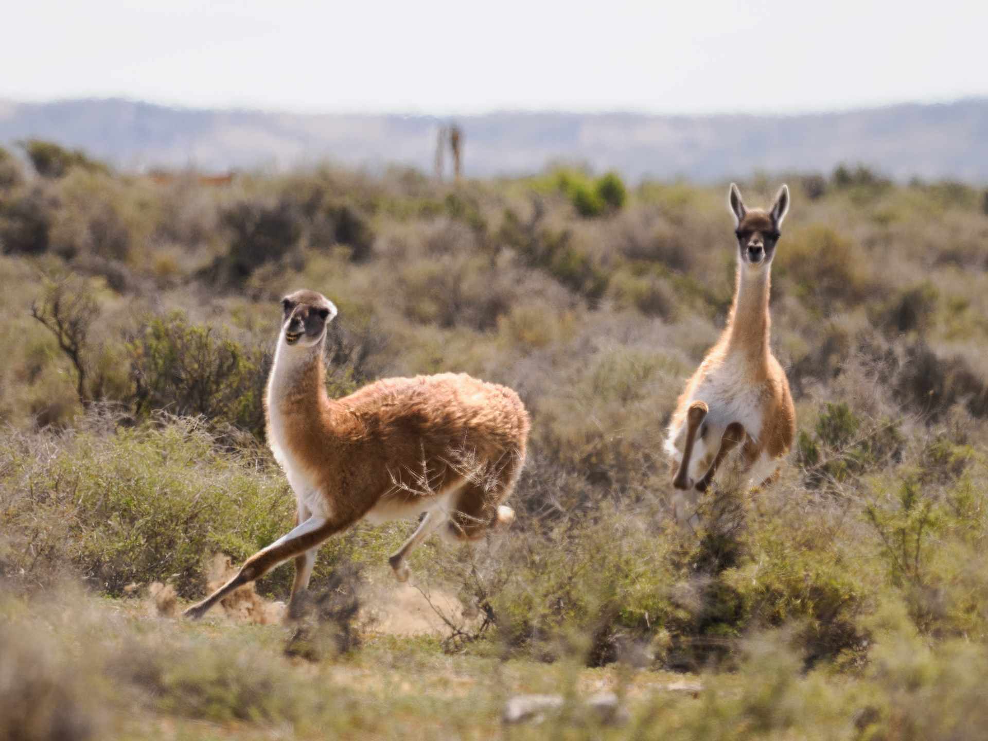 Guanacos im Revierkampf
