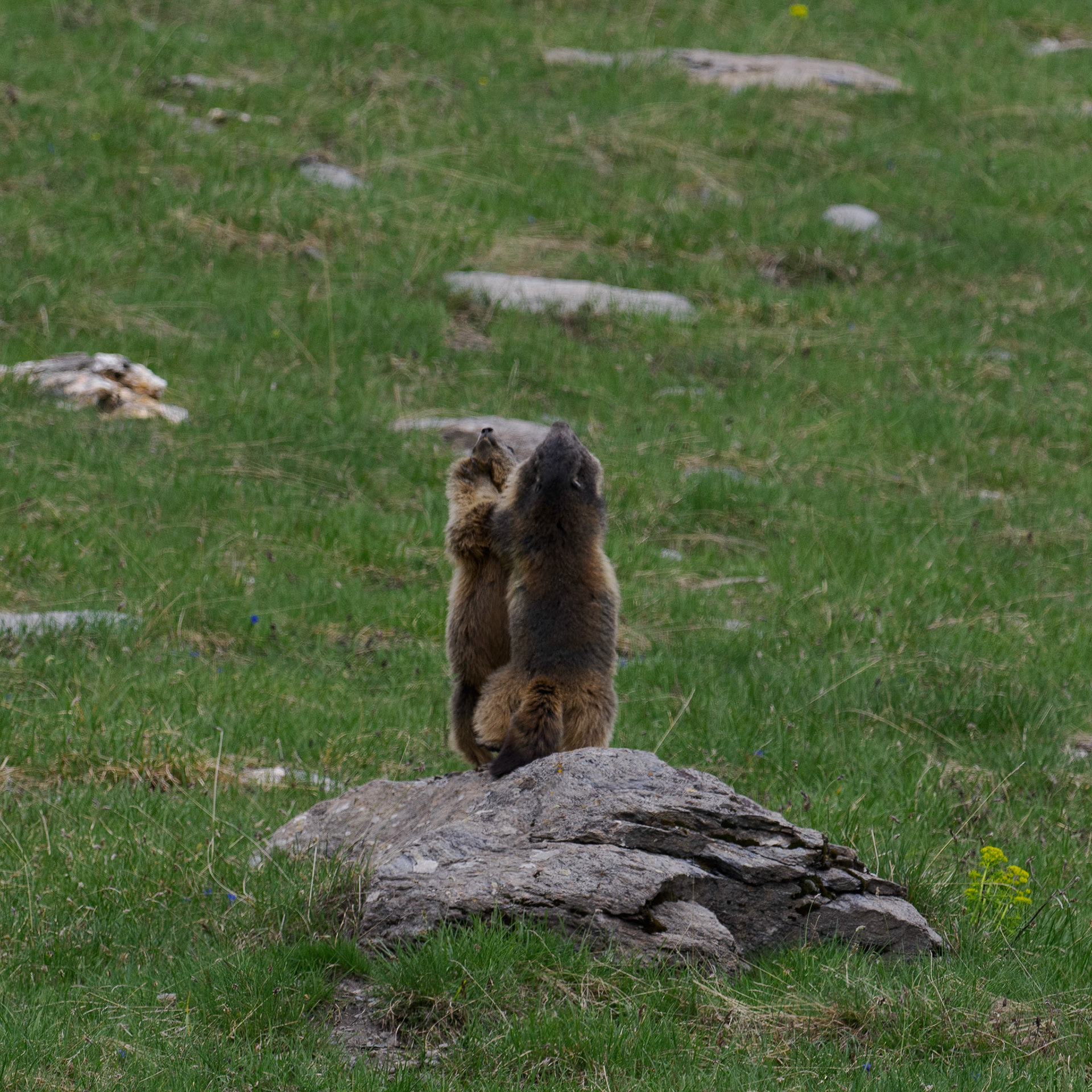 Raufende Murmeltiere in den Plan de la Sassière