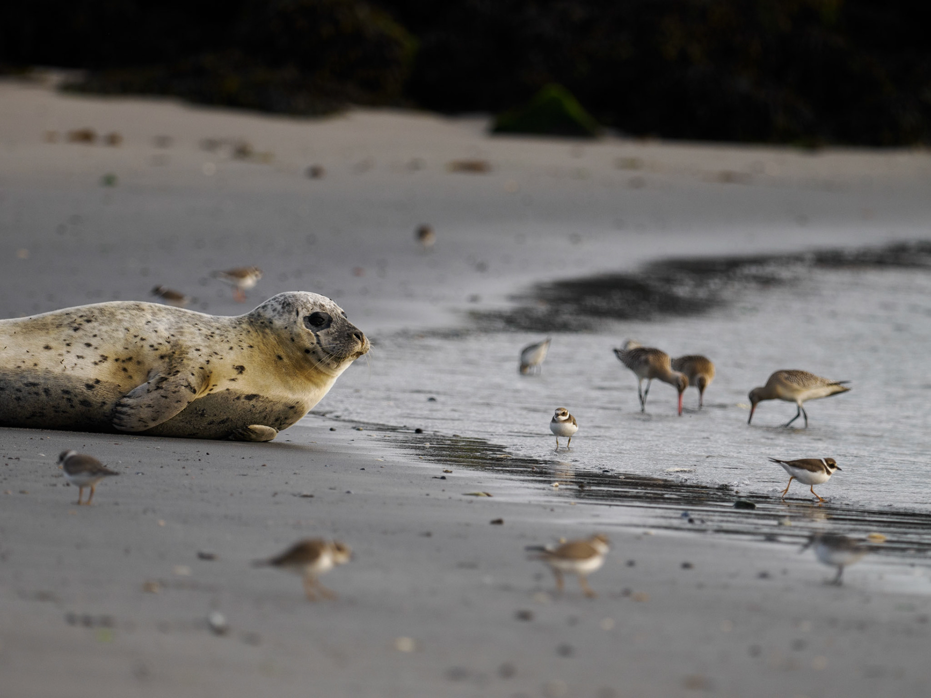 Seehund umringt von Seevögeln auf der 'Düne'