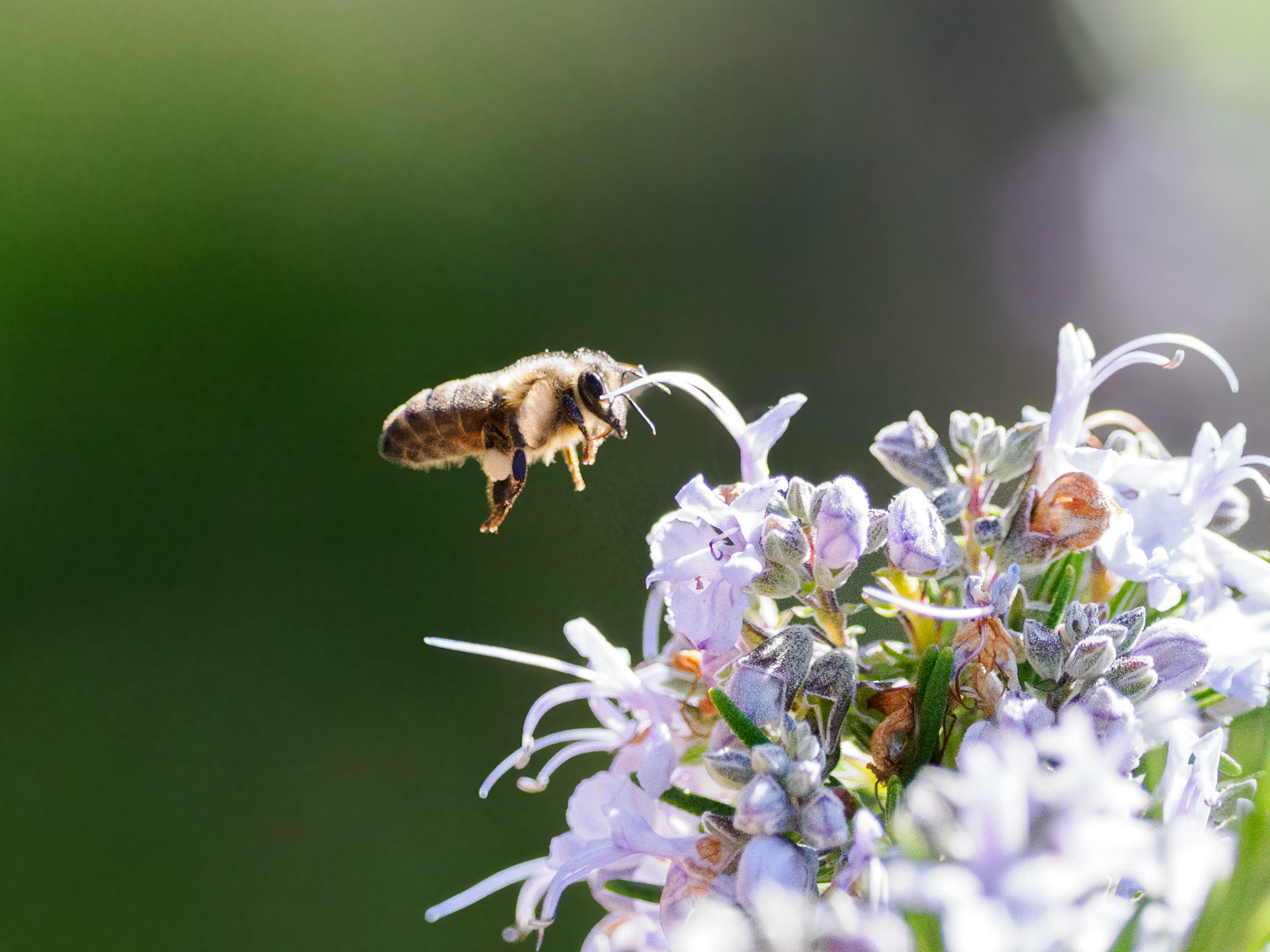 Biene im Anflug auf Rosmarin