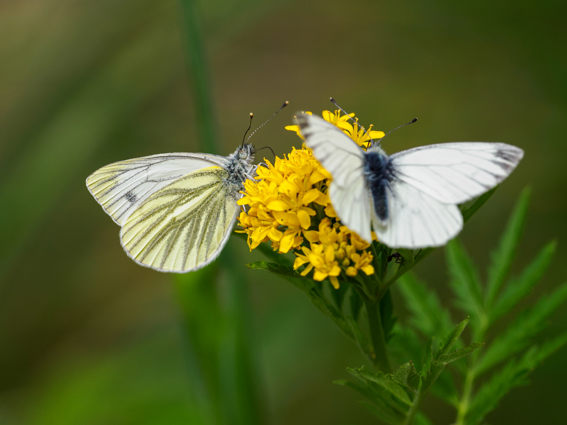 Grünader-Weißlinge