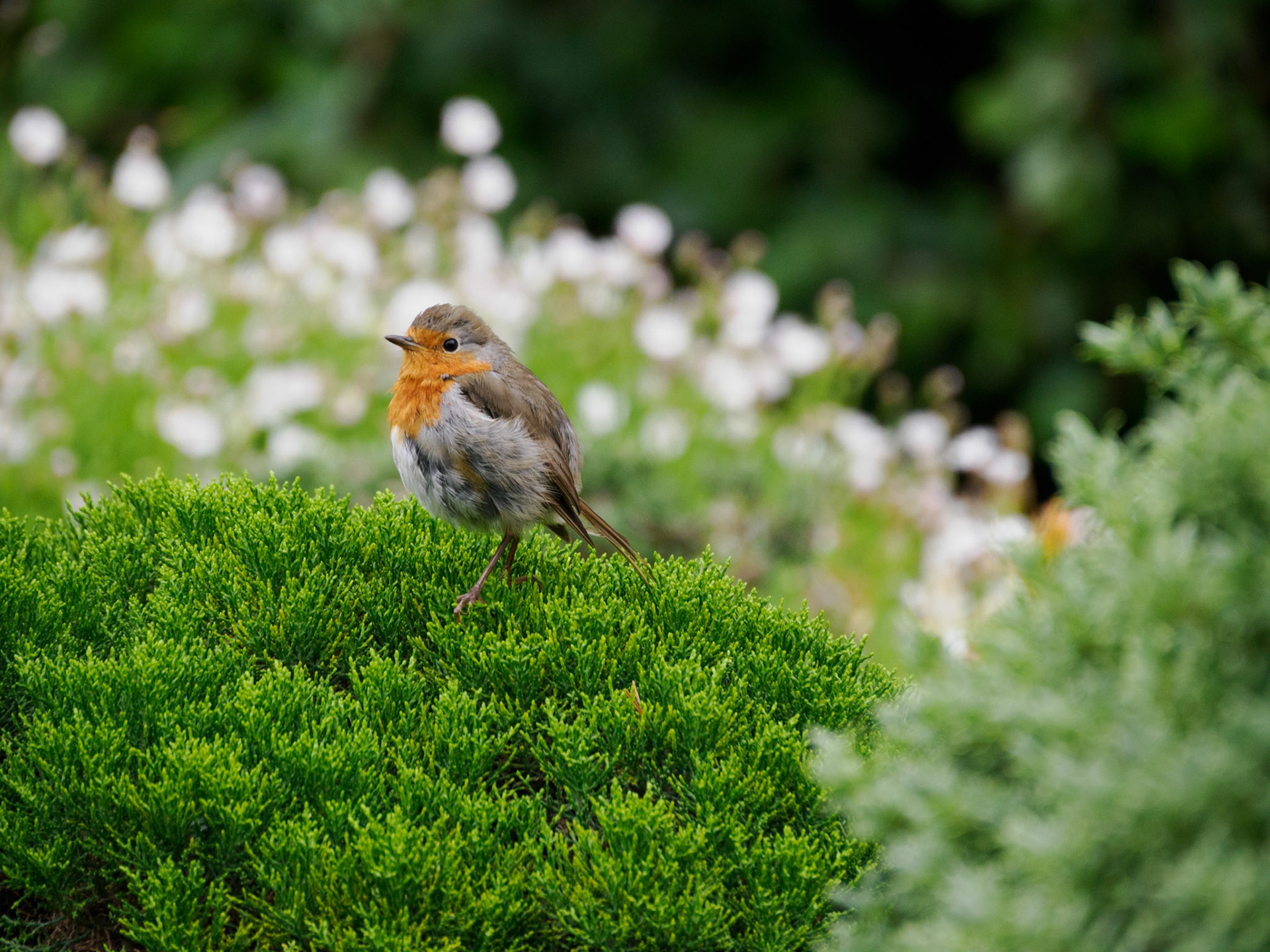 Rotkehlchen im Inverewe Garden