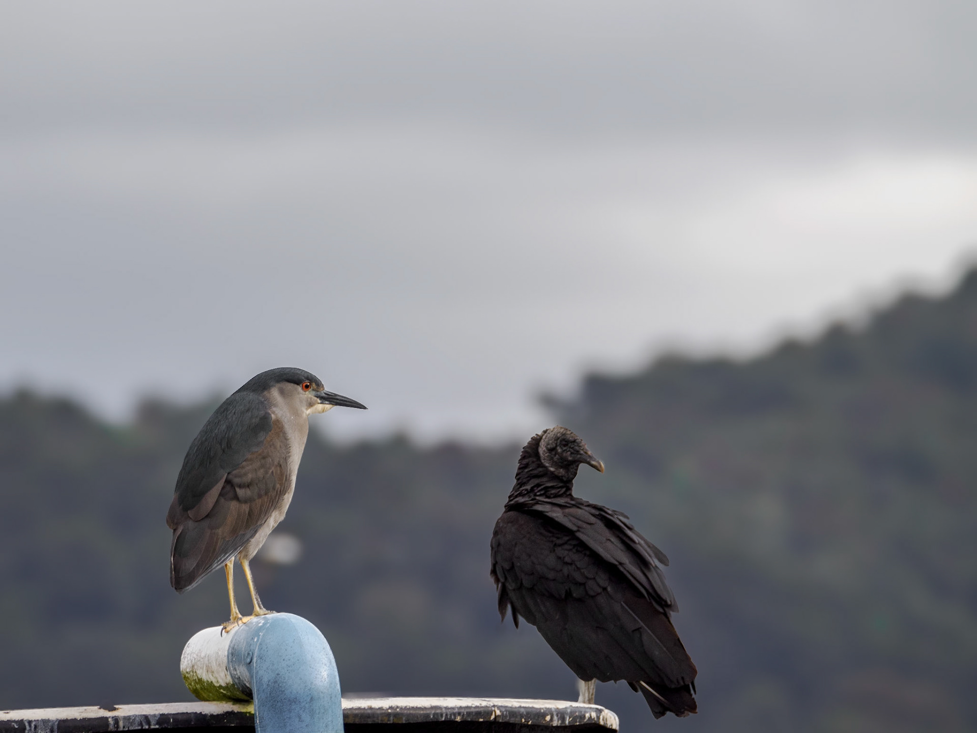 Nachtreiher &amp; Rabengeier