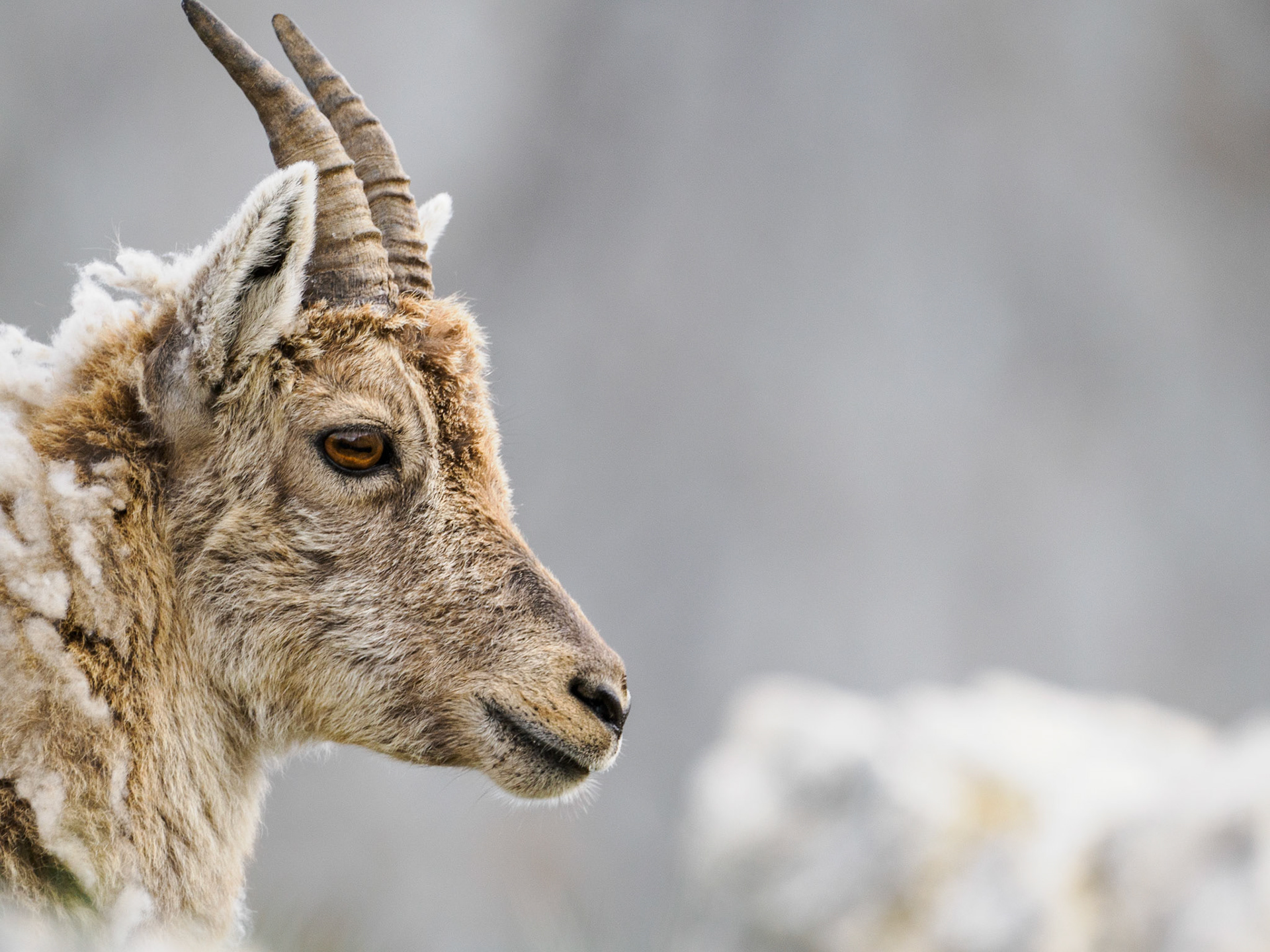 Junger Steinbock