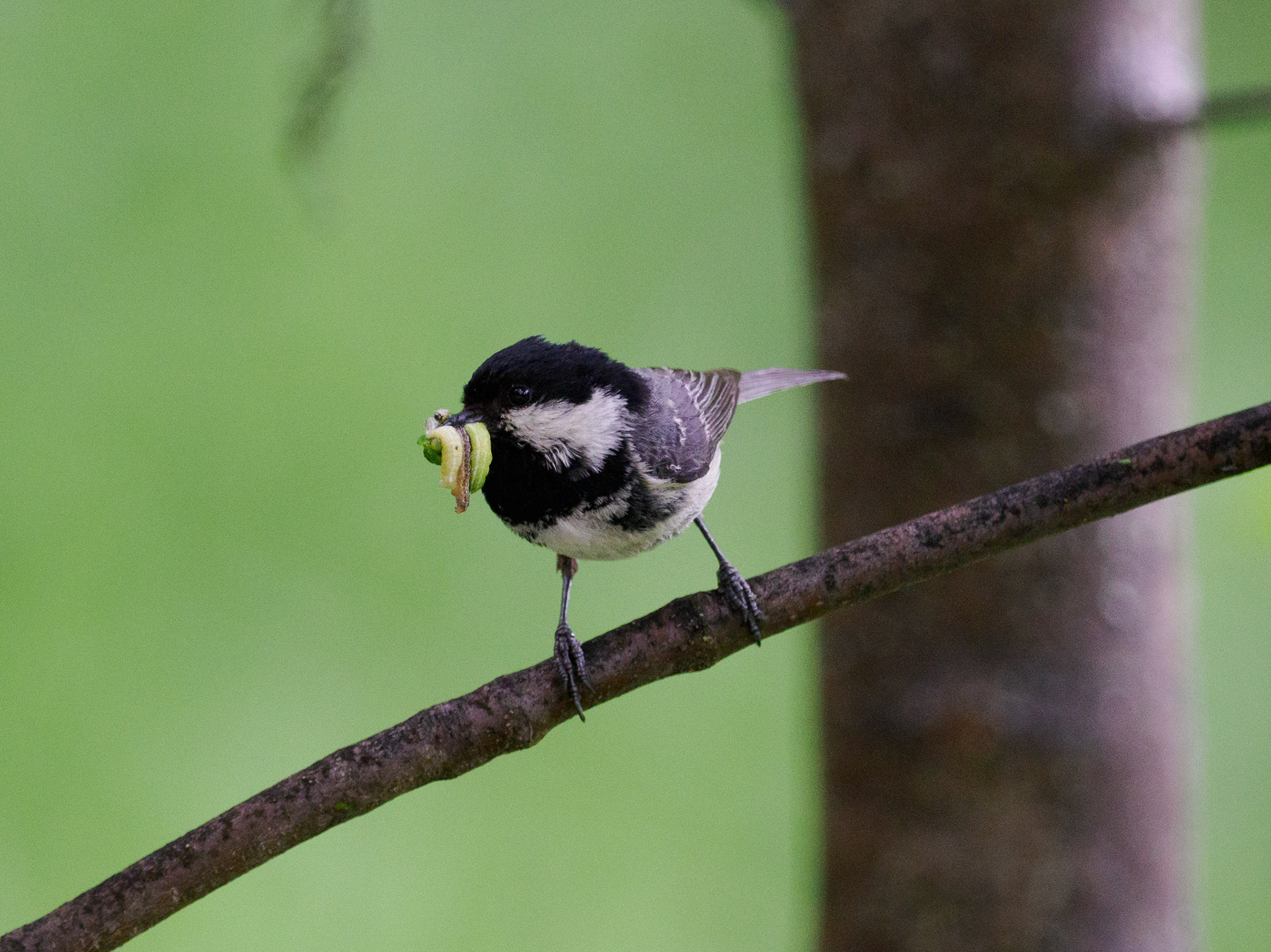 Tannenmeise am Refuge de Rosuel