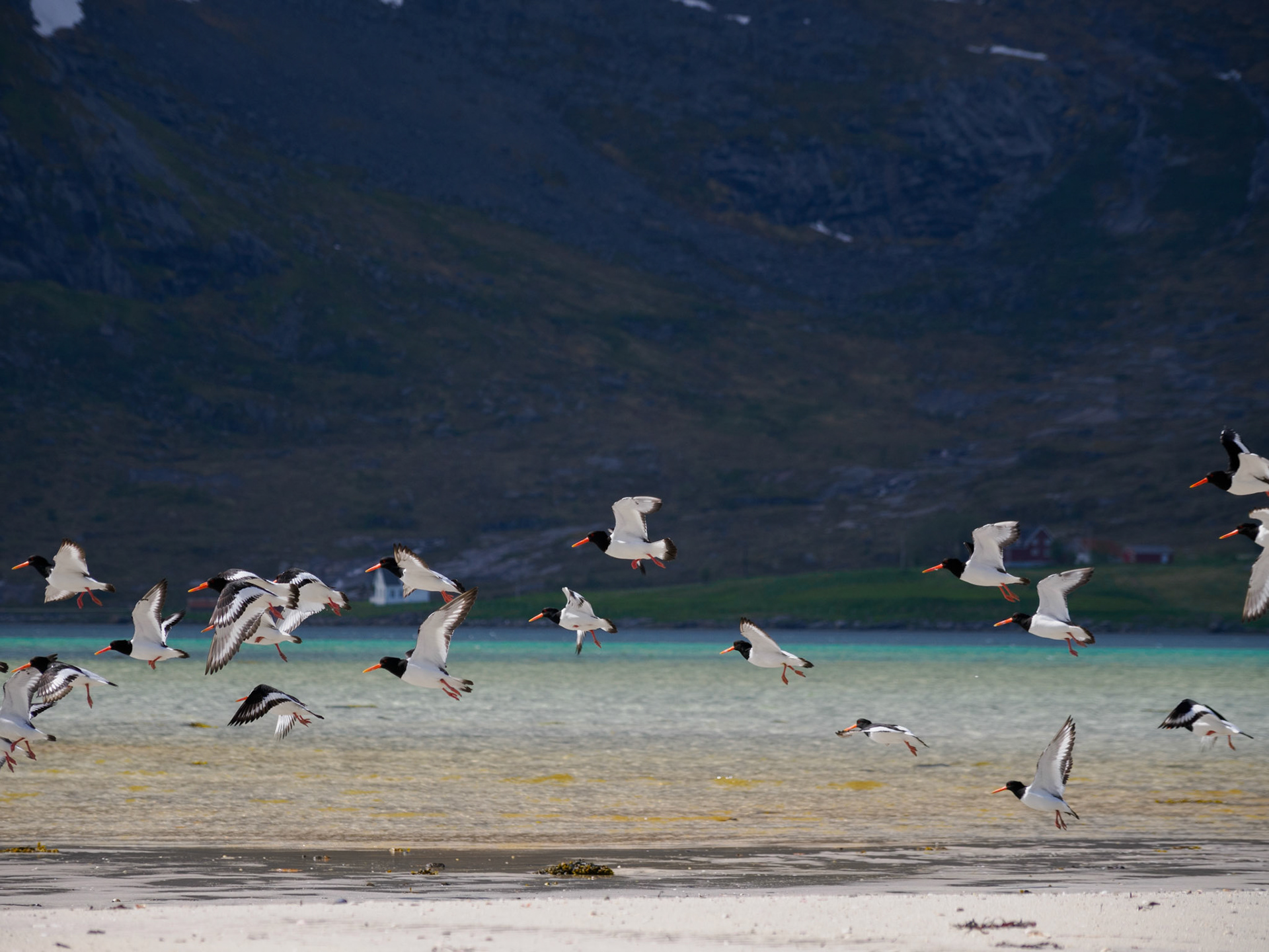 Austernfischer im Aufbruch