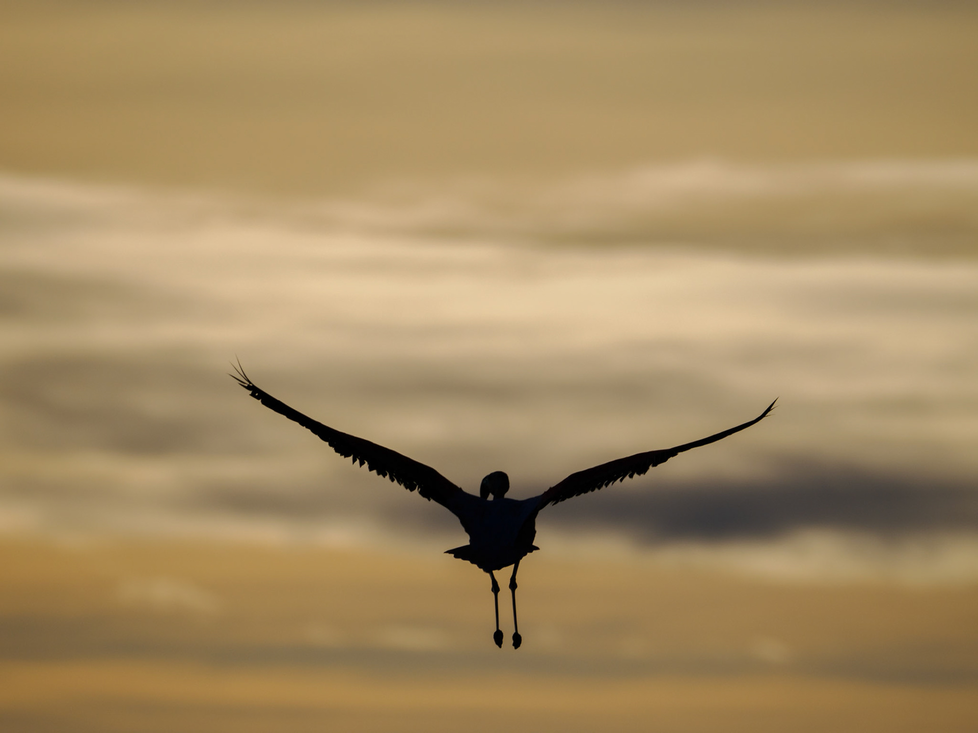 Chileflamingo fliegt in den Sonnenuntergang