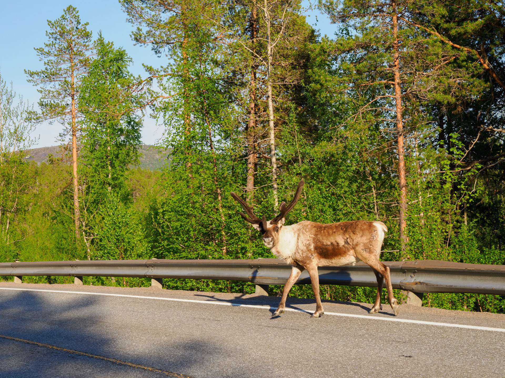 Das einzige Rentier, das uns unterwegs begegnet ist