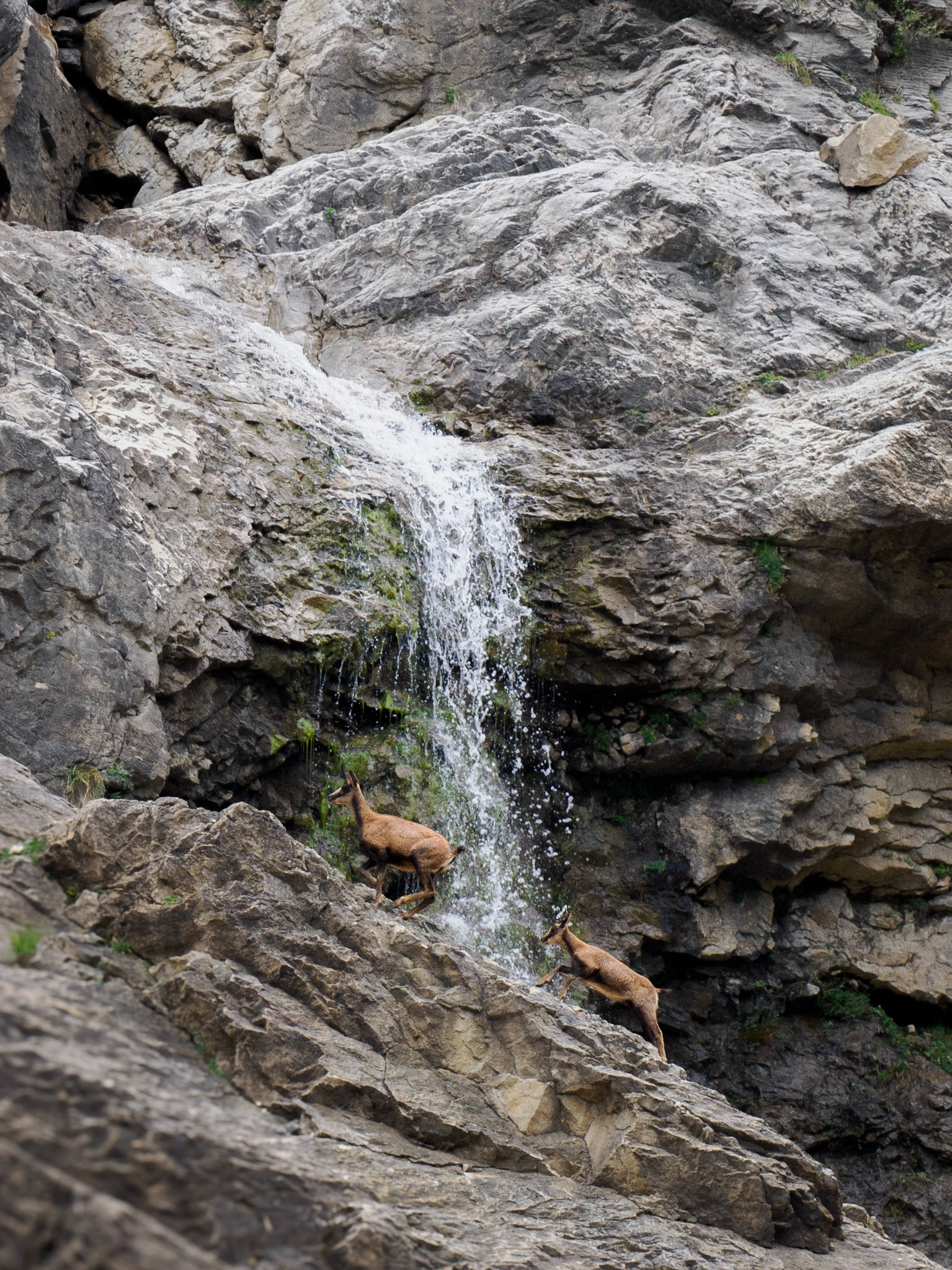 Gämse vor einem Wasserfall im Cirque de Gavarnie