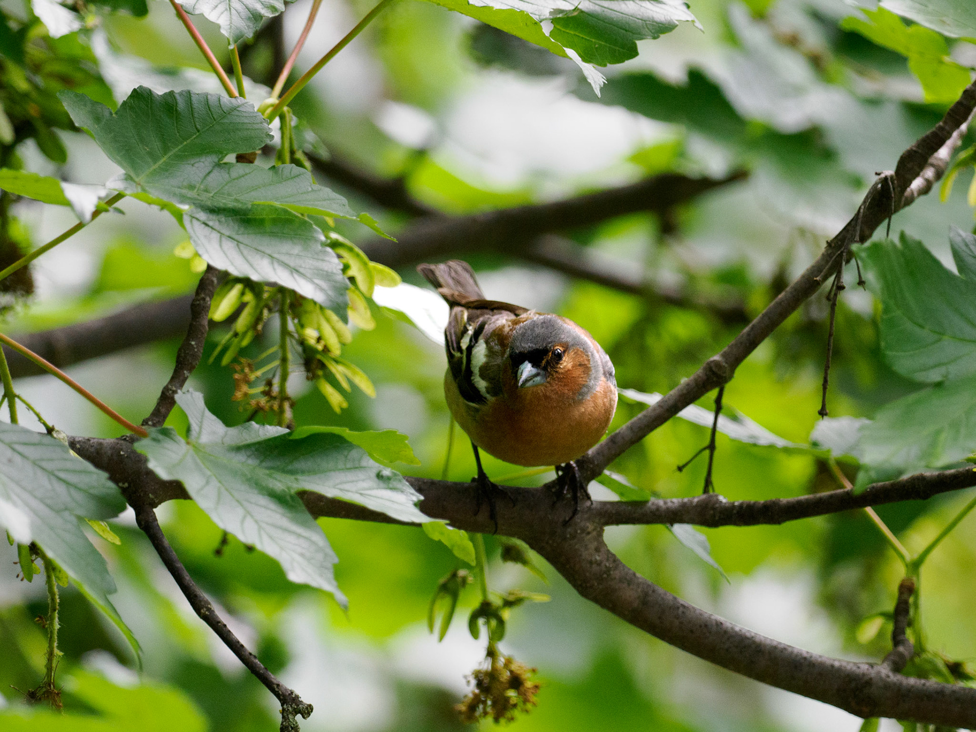 Buchfink beim Refuge de Rosuel