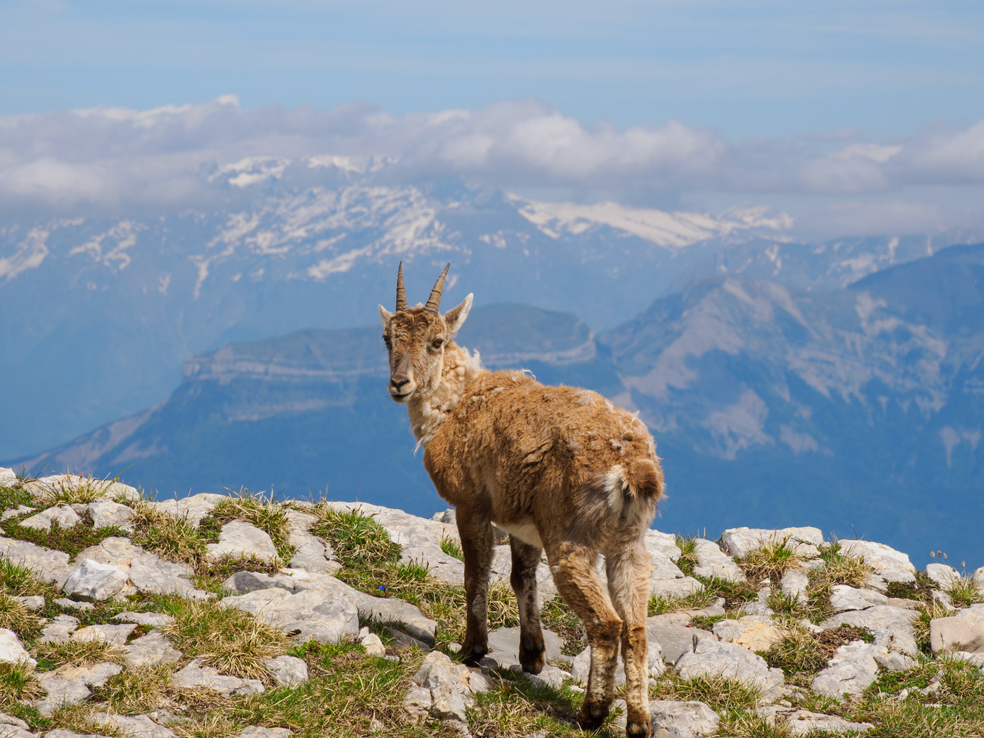 Junger Steinbock