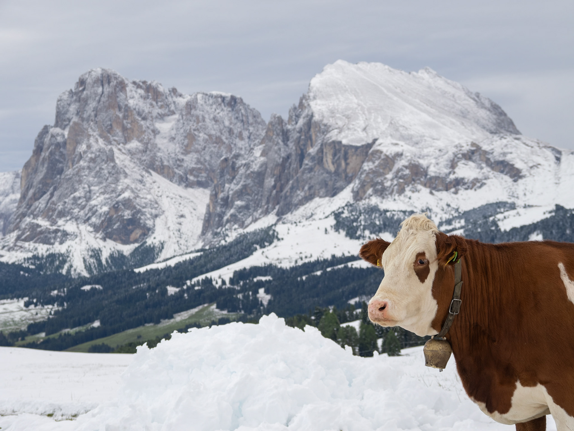 Kuh vor dem Plattkofel