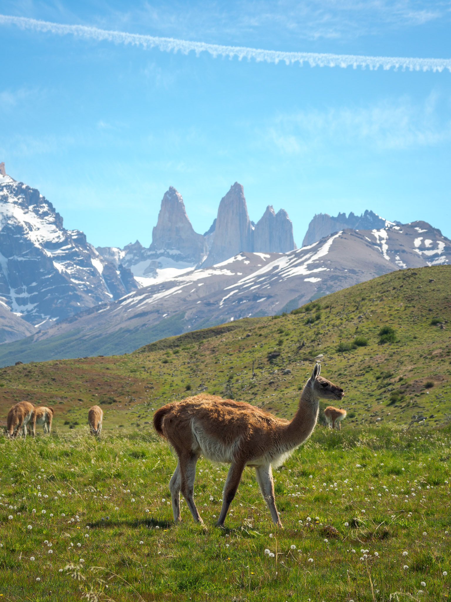 Guanacos vor den 'Torres del Paine'